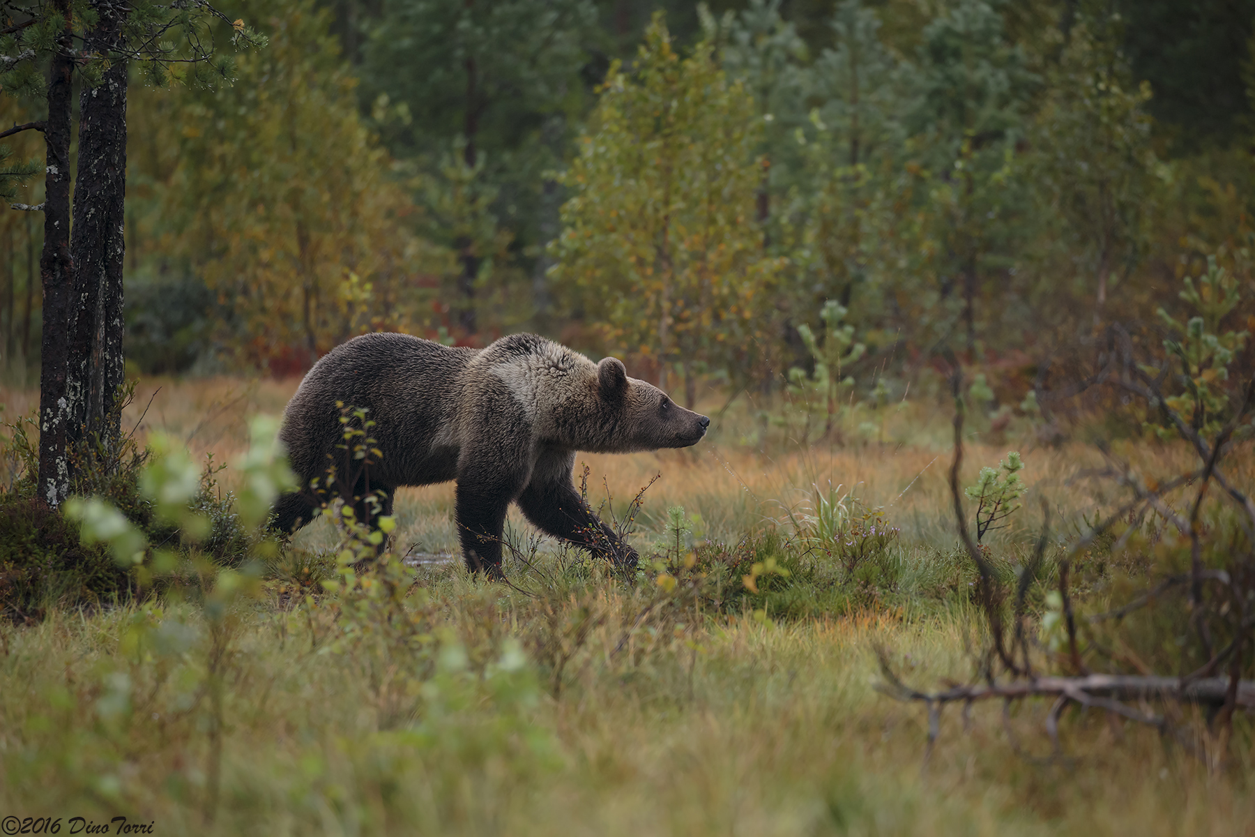 He who seeks finds (perhaps!)