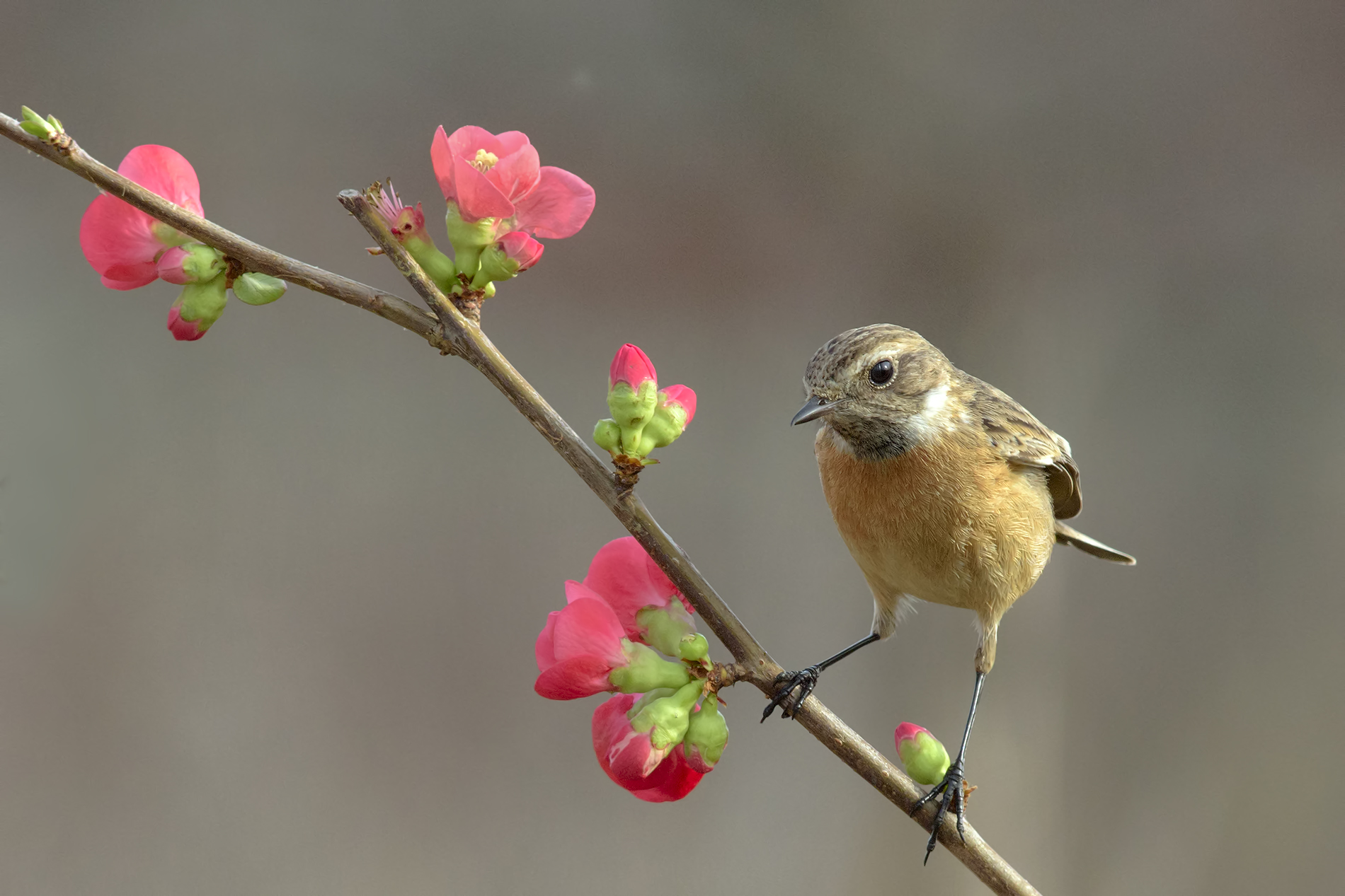 Stonechat on flower