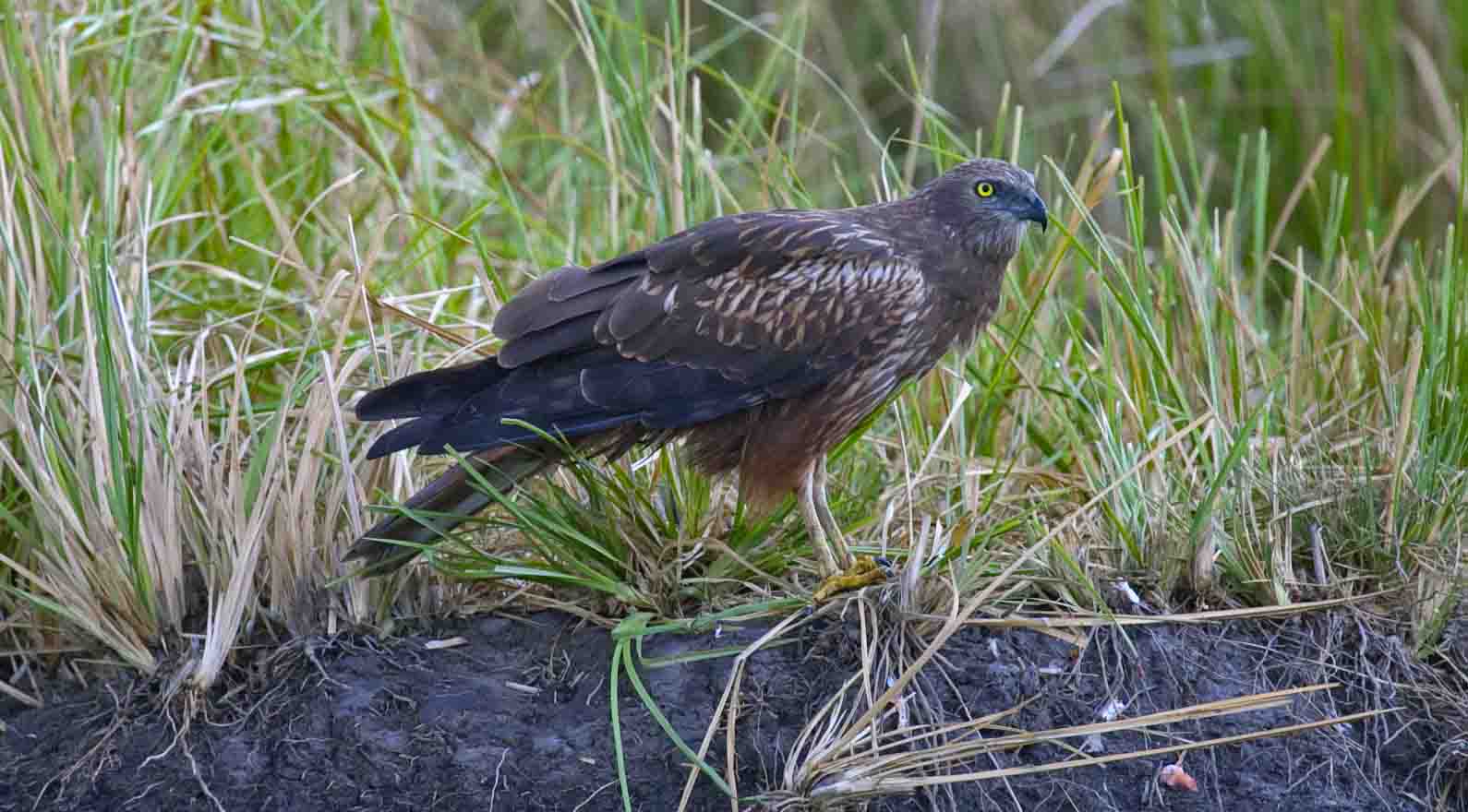 African goshawk - Okavango Delta