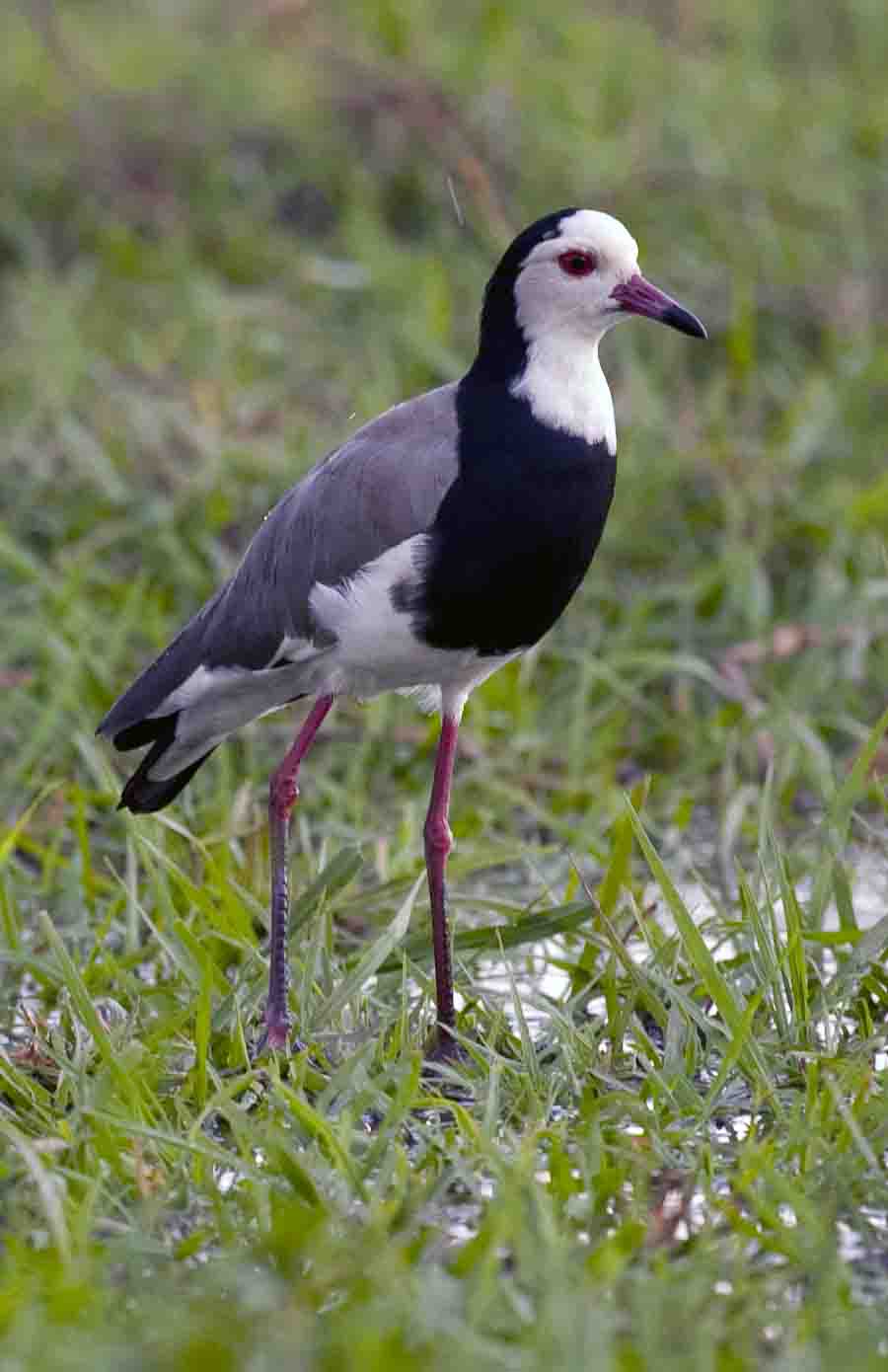 Lapwing - Delta delll'Okavango