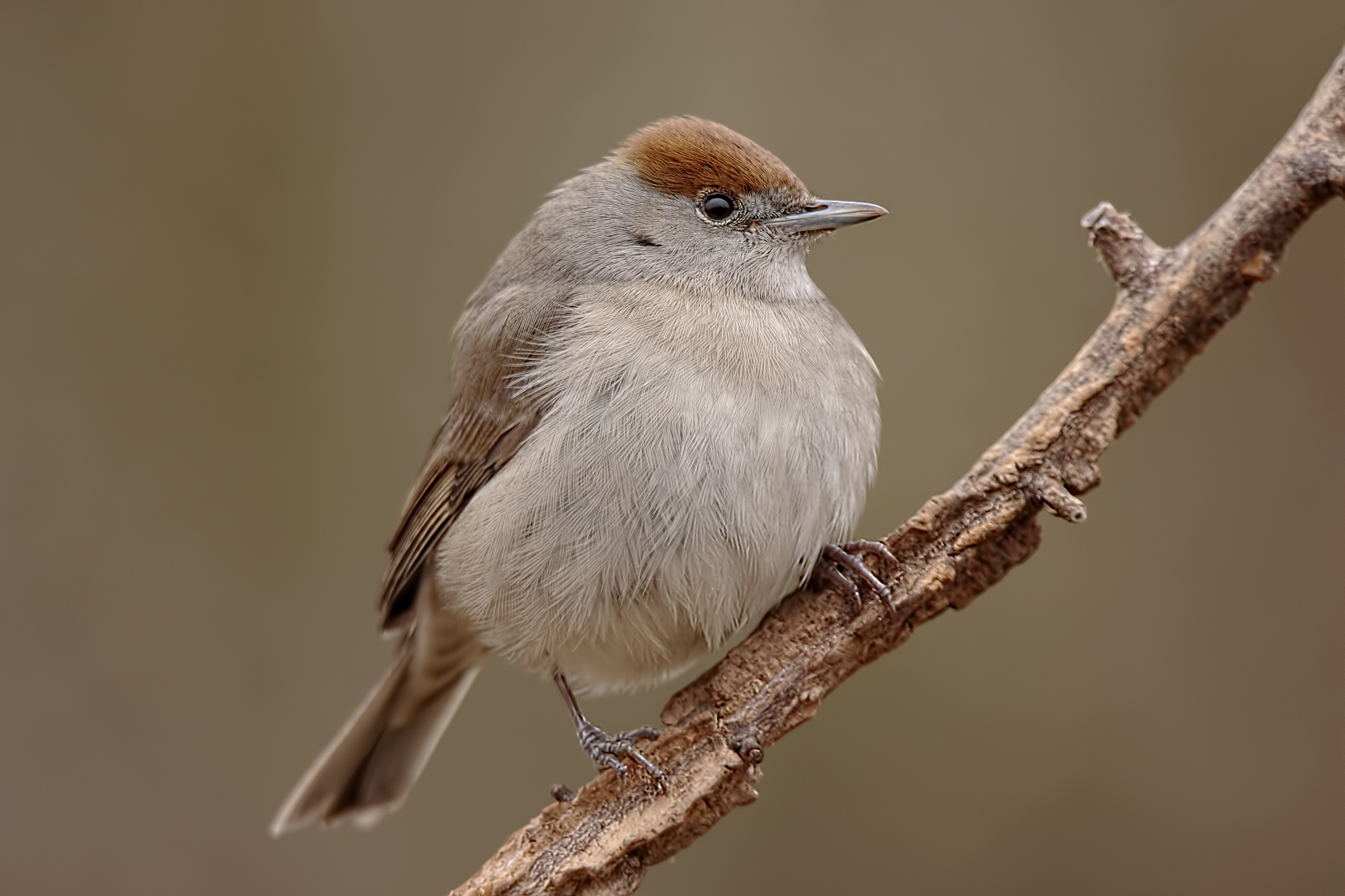 Blackcap (Sylvia atricapilla)