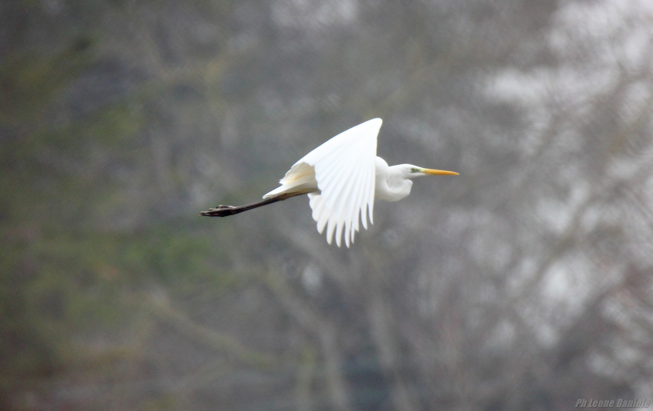 white heron