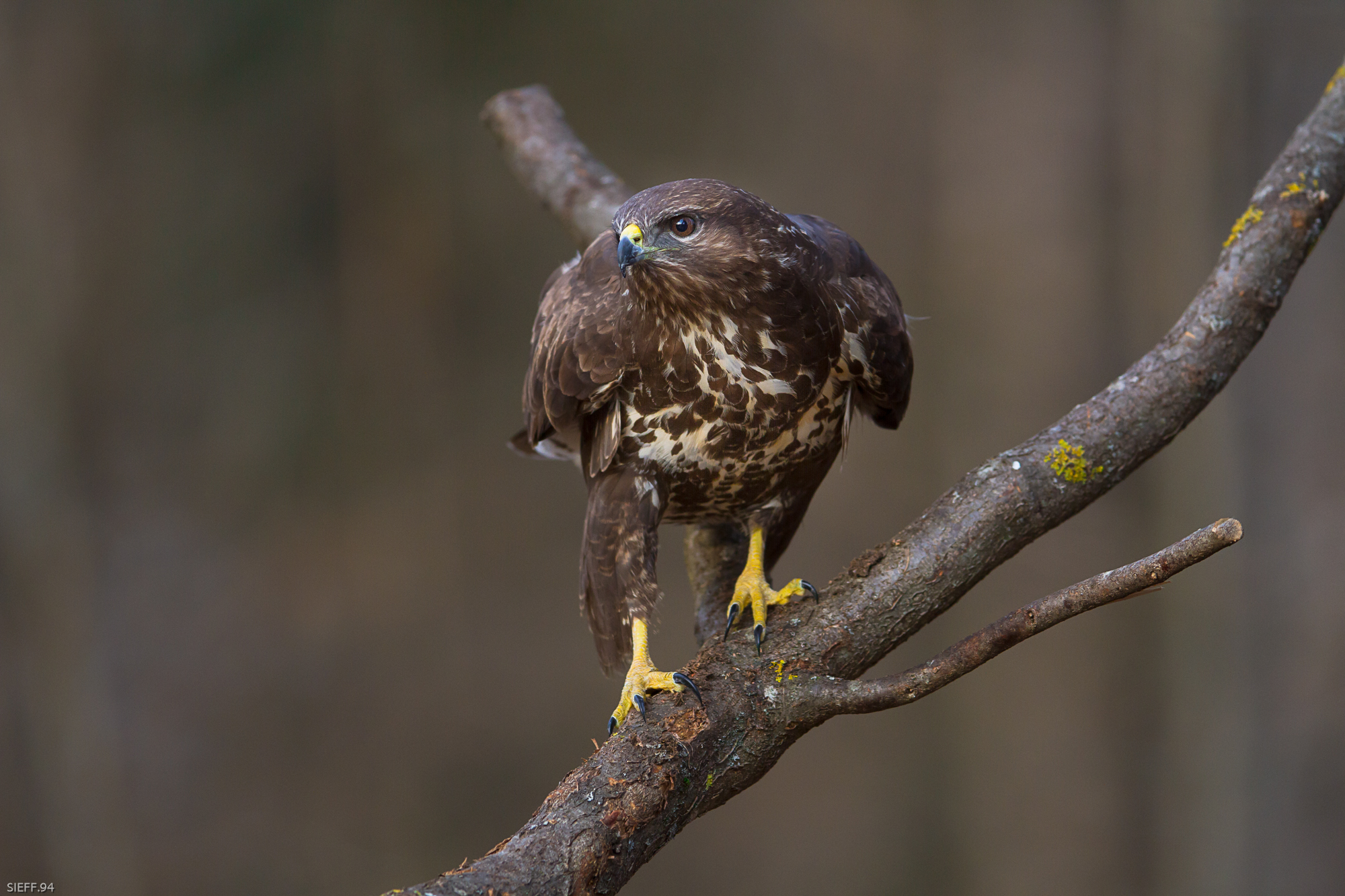 dopo innumerevoli clik al posatoio vuoto....eccola la.
