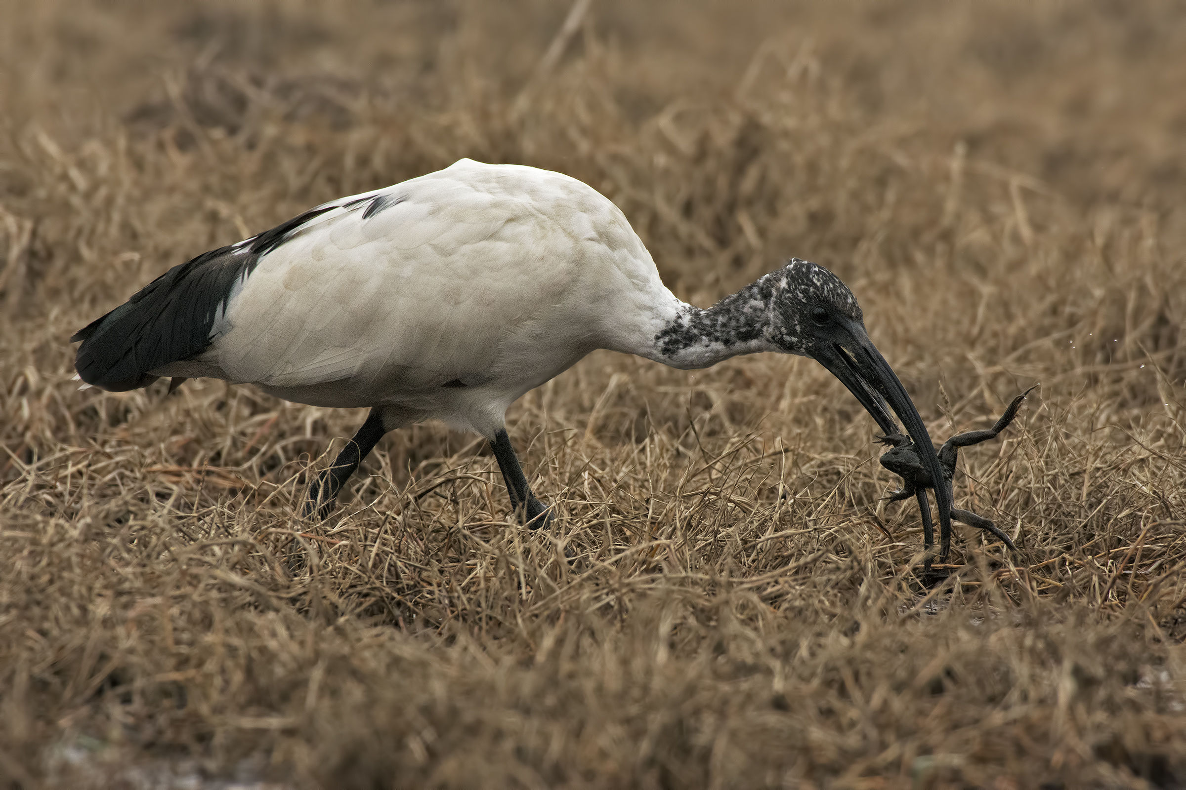 ibis sacro (Threskiornis aethiopicus)