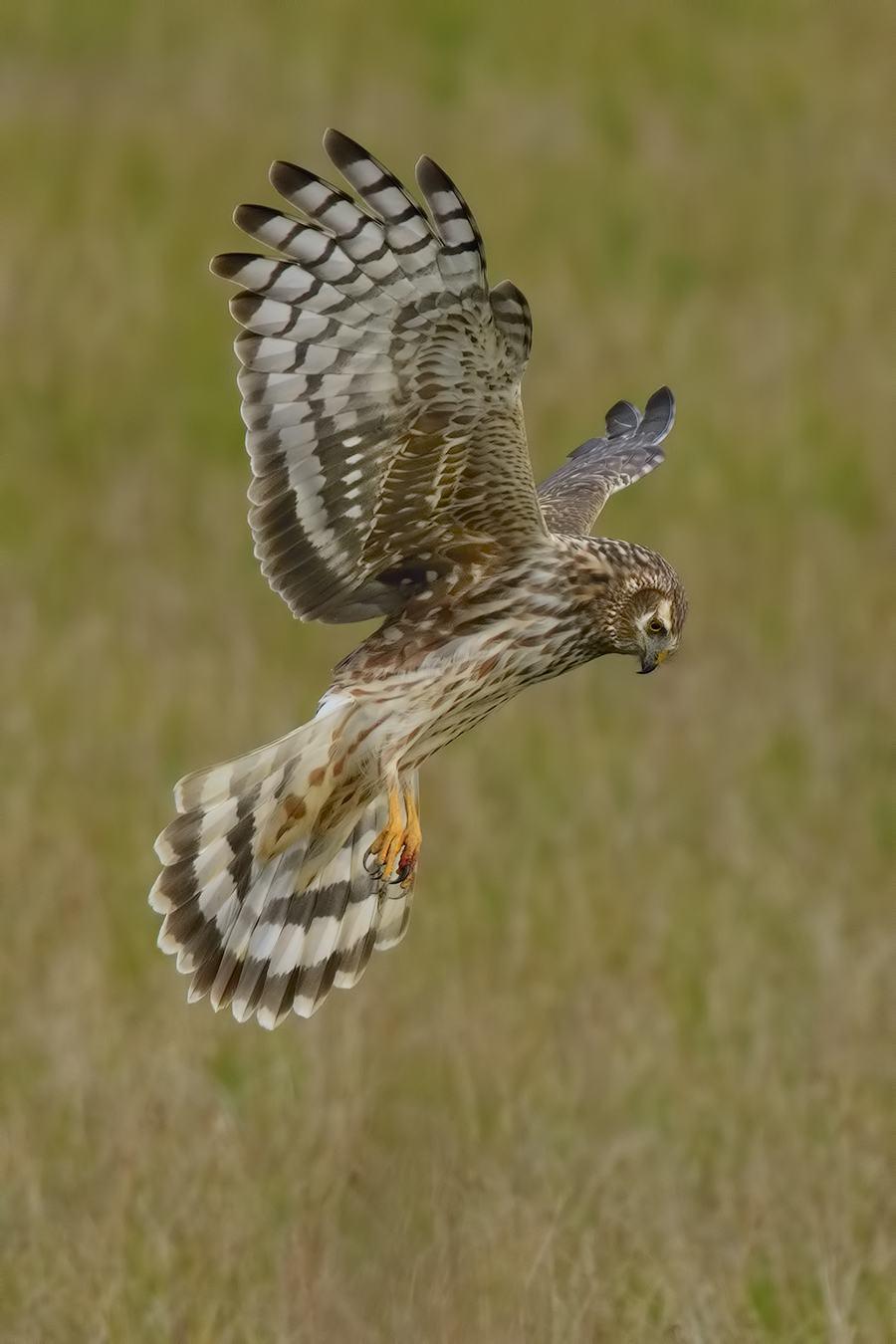 Tracks on 'murder weapon ...