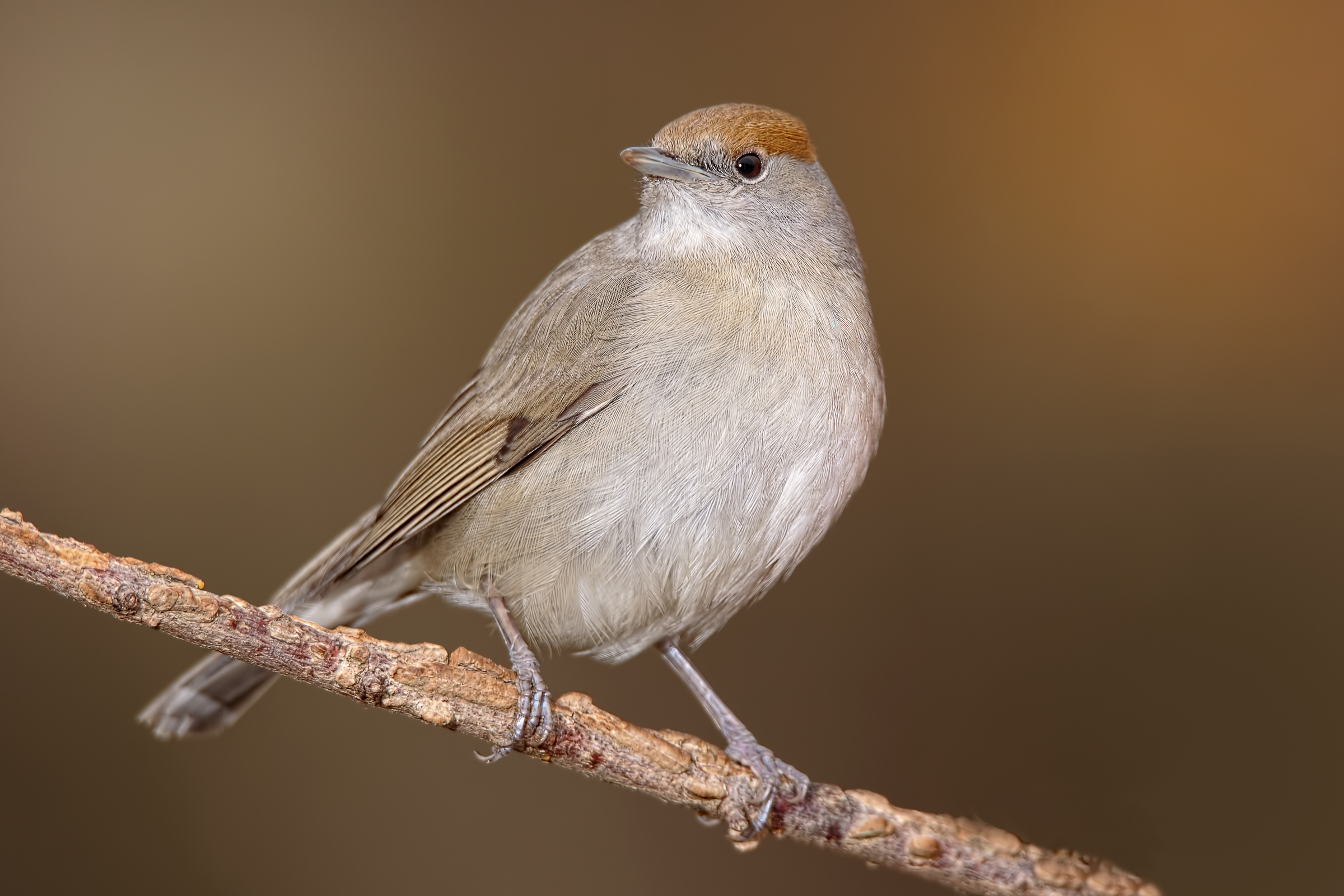 Blackcap (Sylvia atricapilla)
