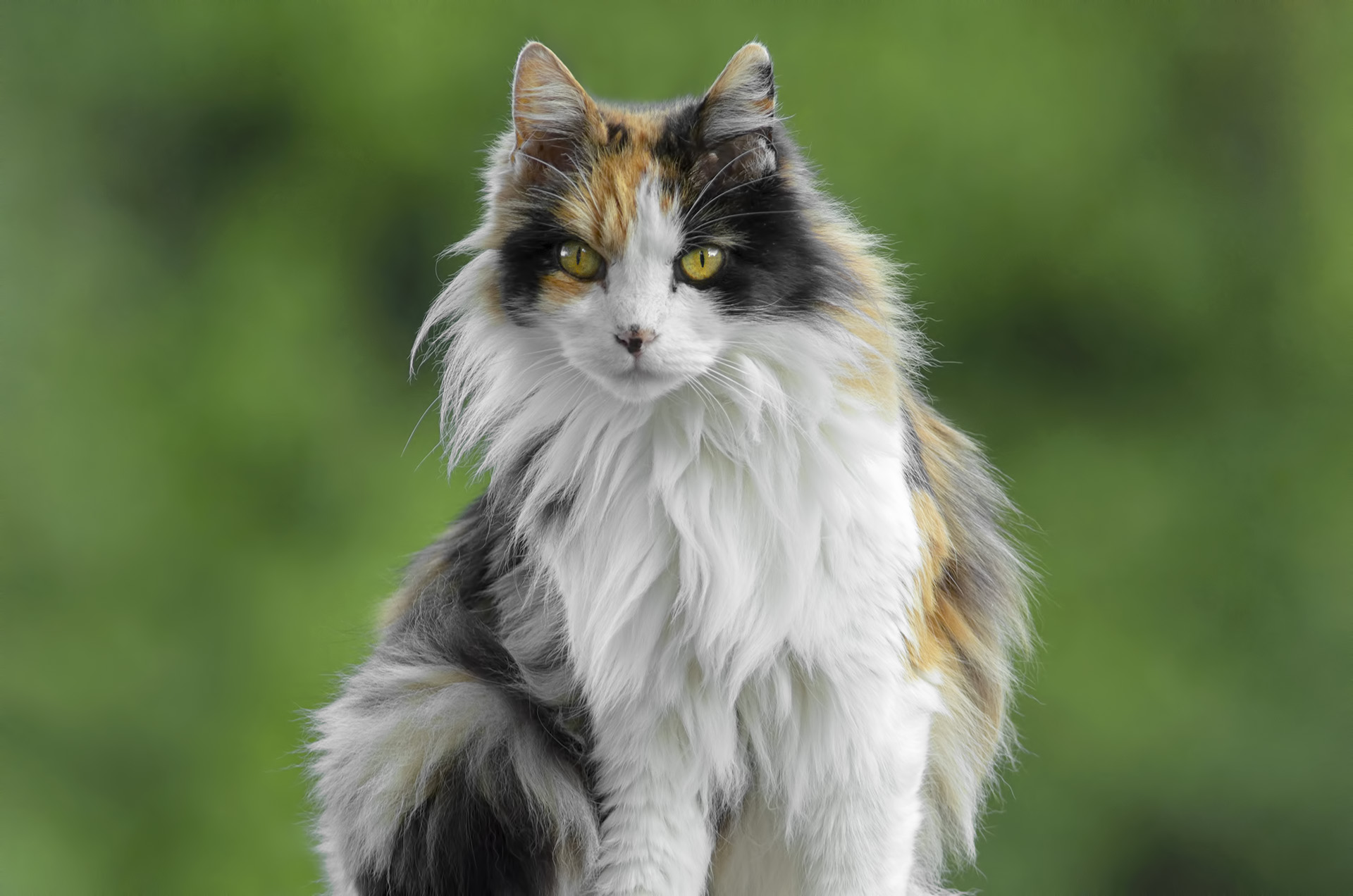 Guendalina "La Capa"