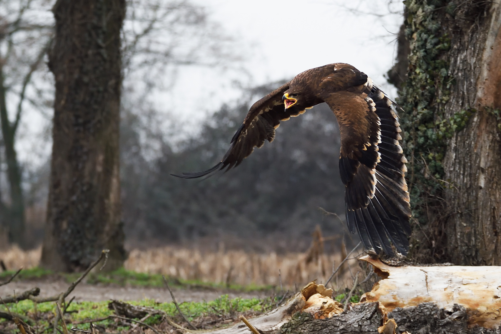 Aquila delle Steppe 2