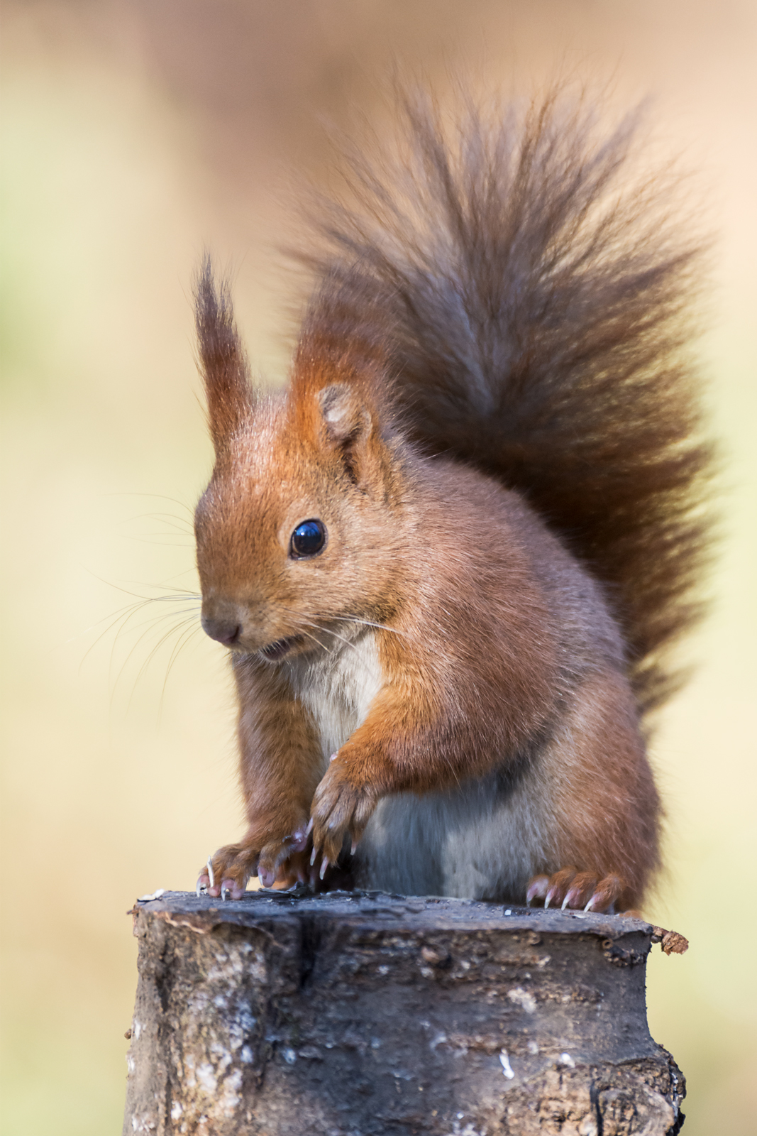red squirrel