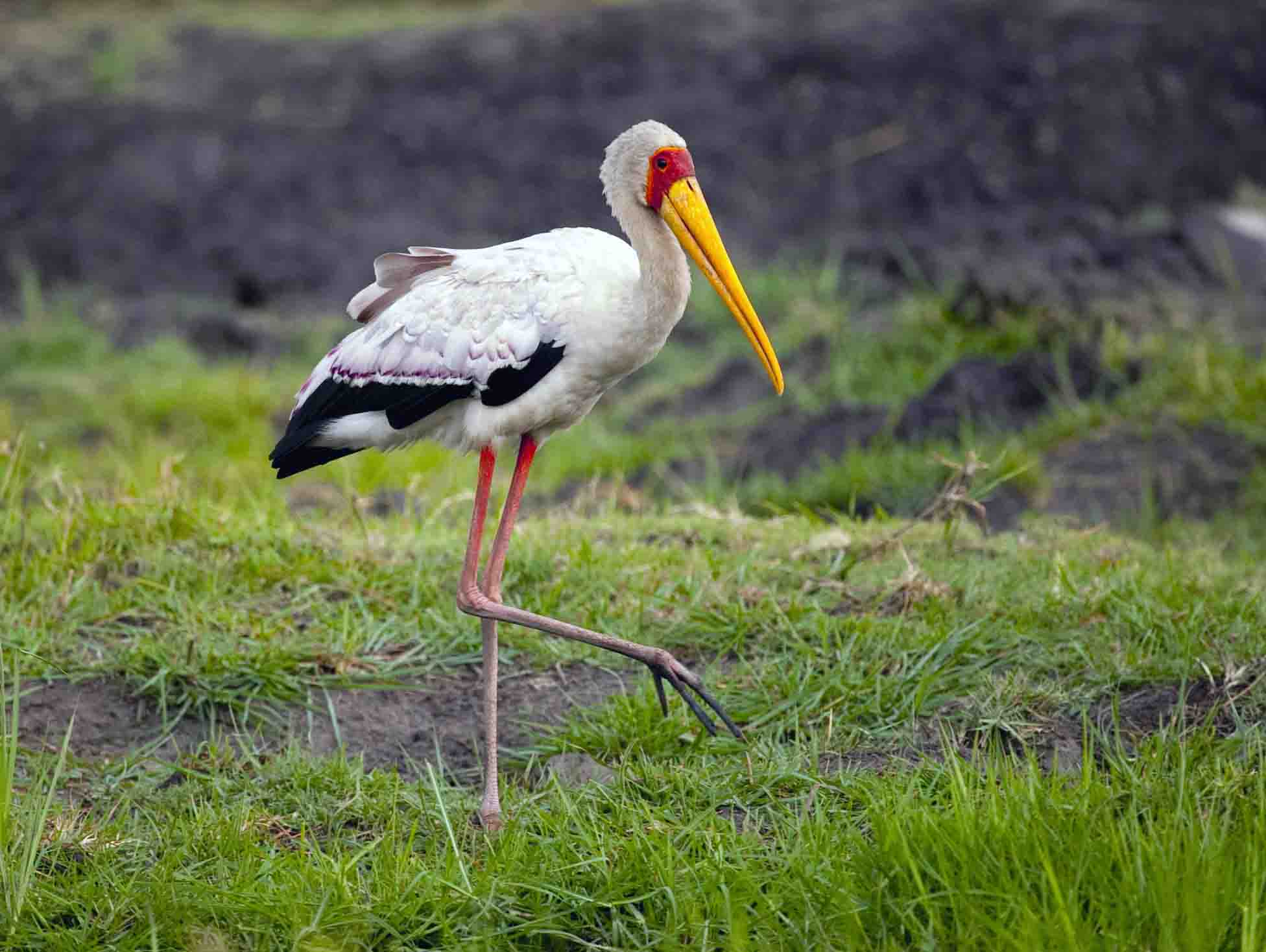 Mycteria ibis