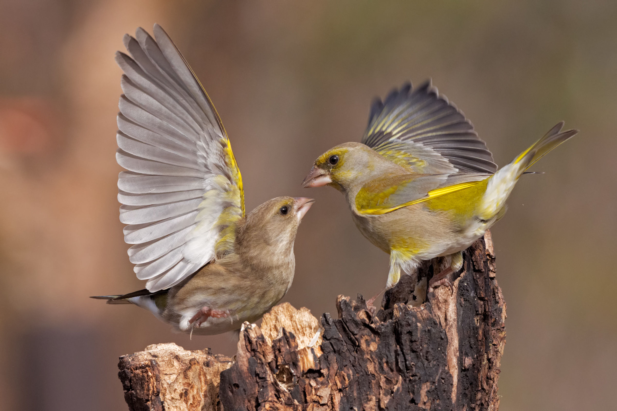 Quarrel between bucks