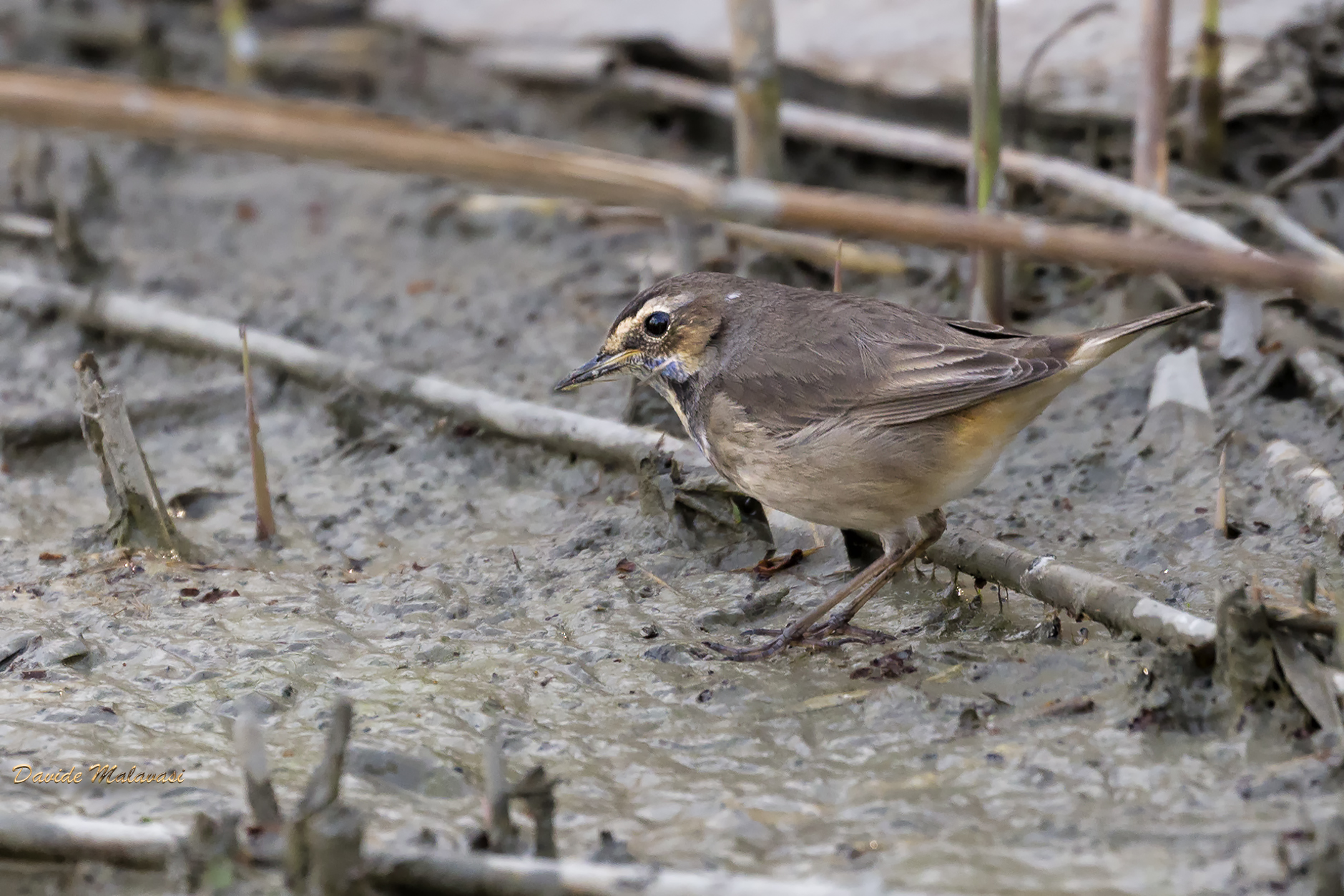 Bluethroat
