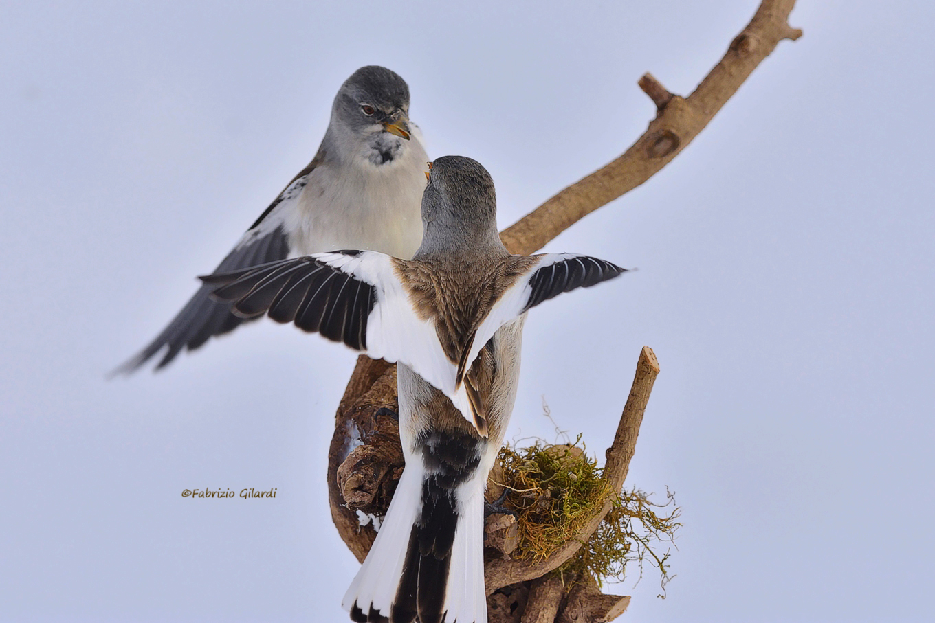 alpine finch (Montifringilla nivalis)