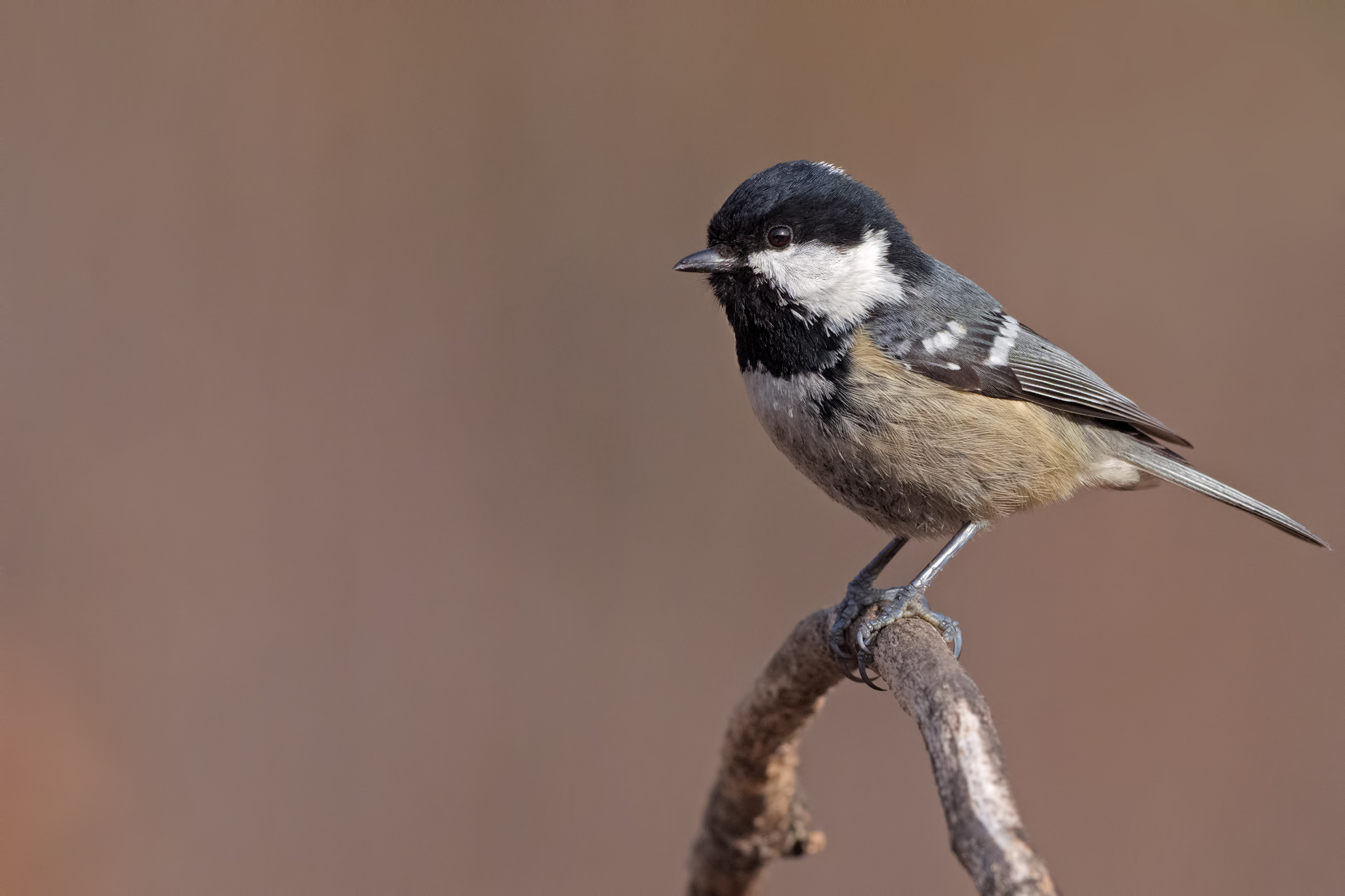 Coal Tit