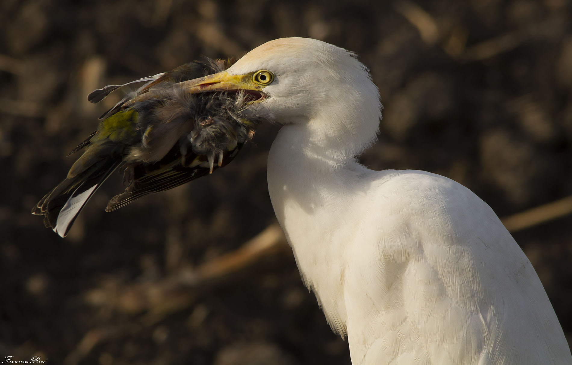 Cattle Egret with Chaffinch