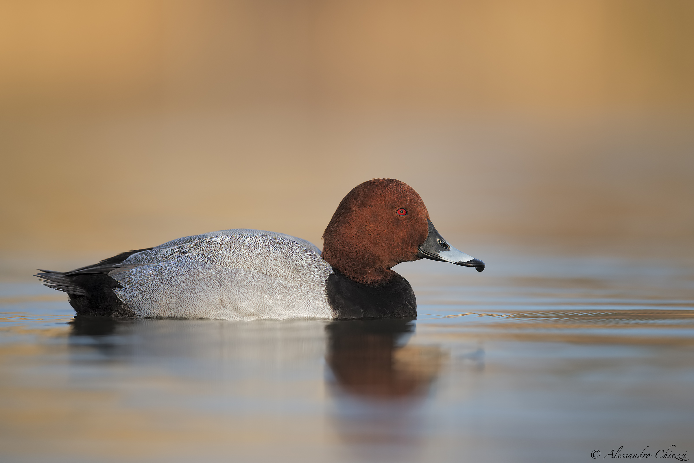 pochard