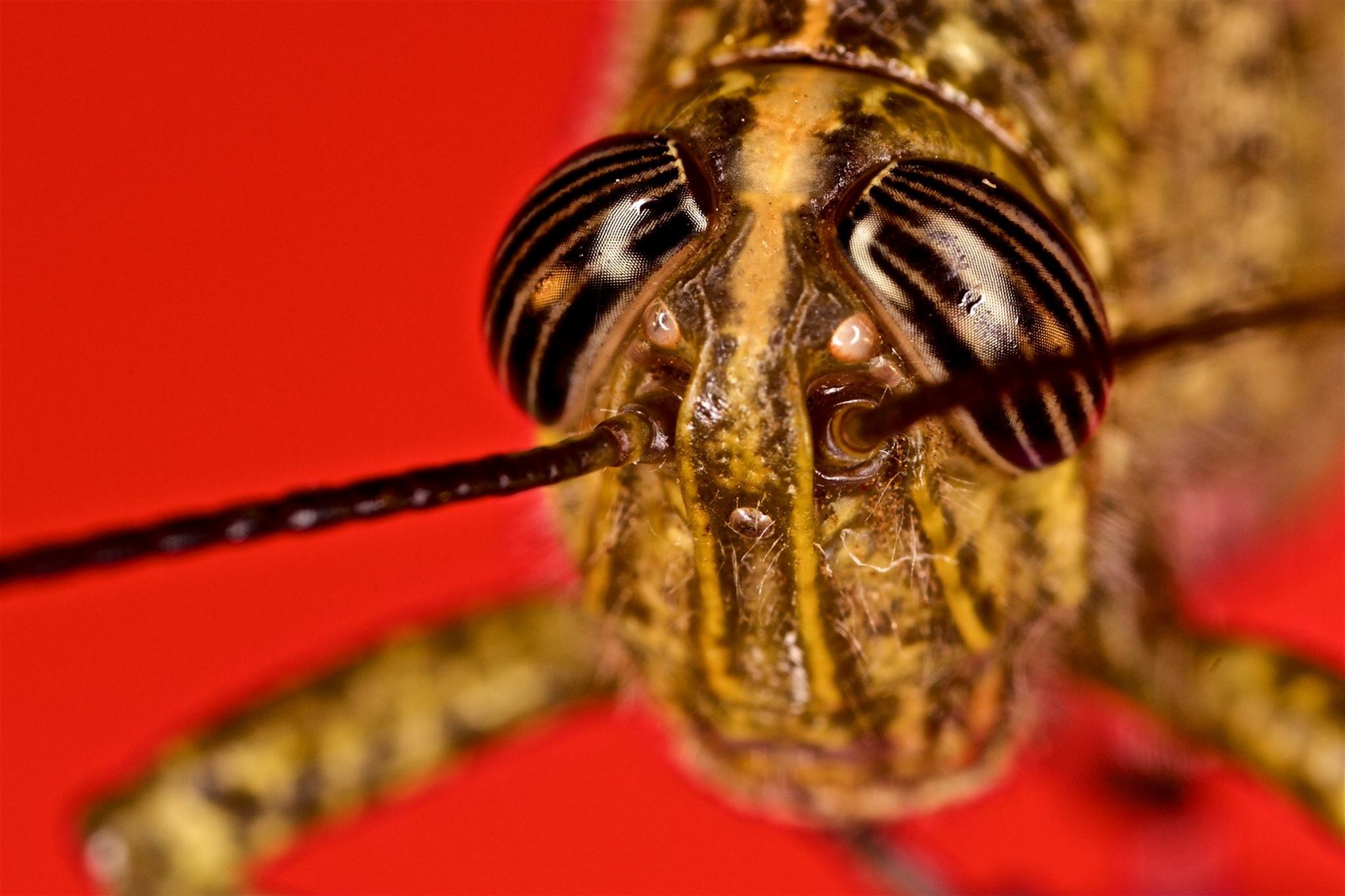 Ritratti di primavera