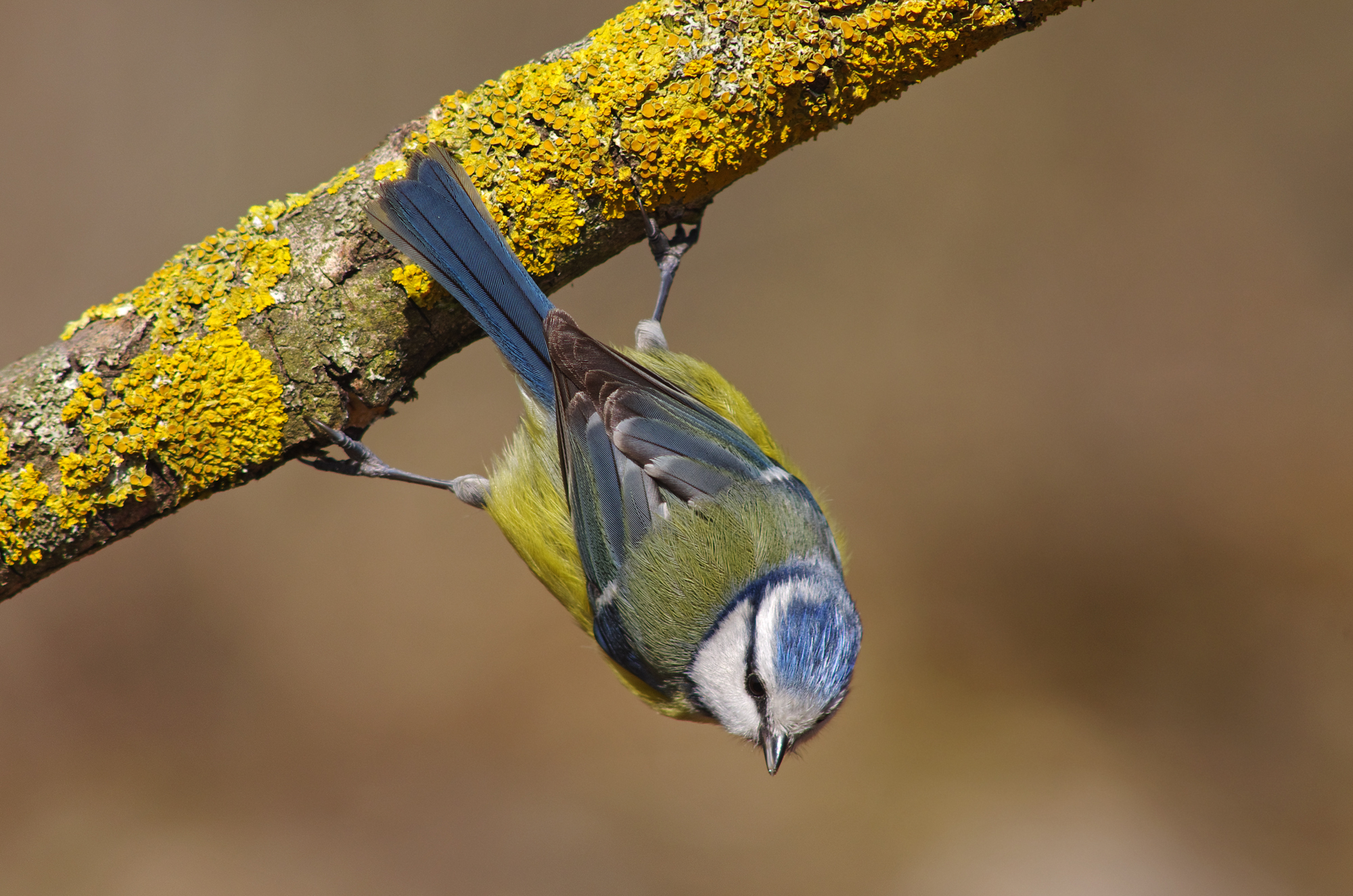 Cinciarella acrobata