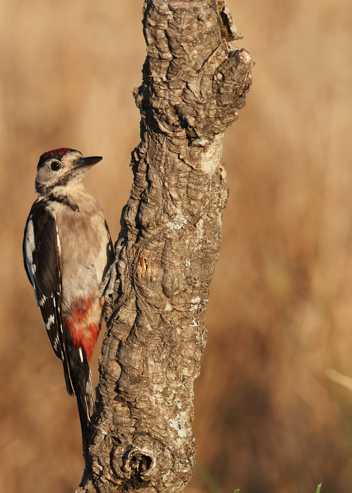 picchio rosso maggiore di sardegna