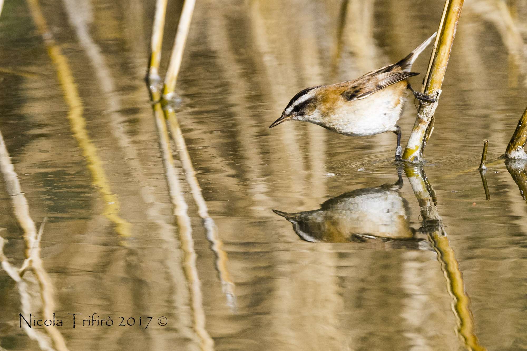 Forapaglia Castagnolo hunting