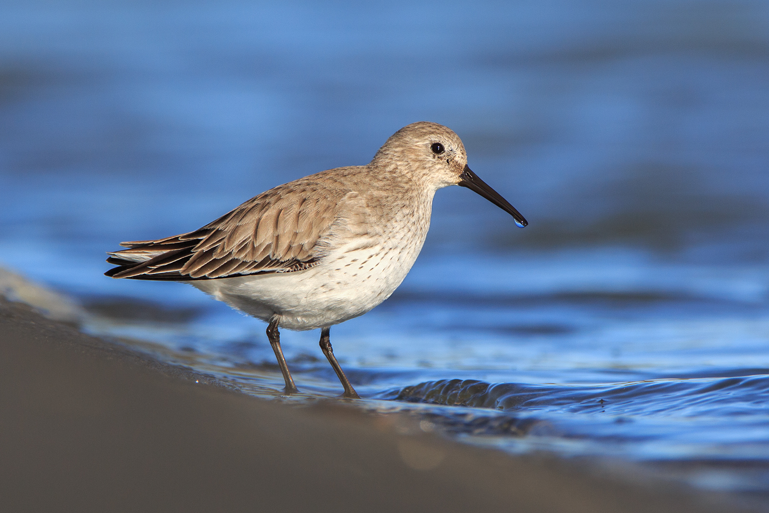 Piovanello pancianera