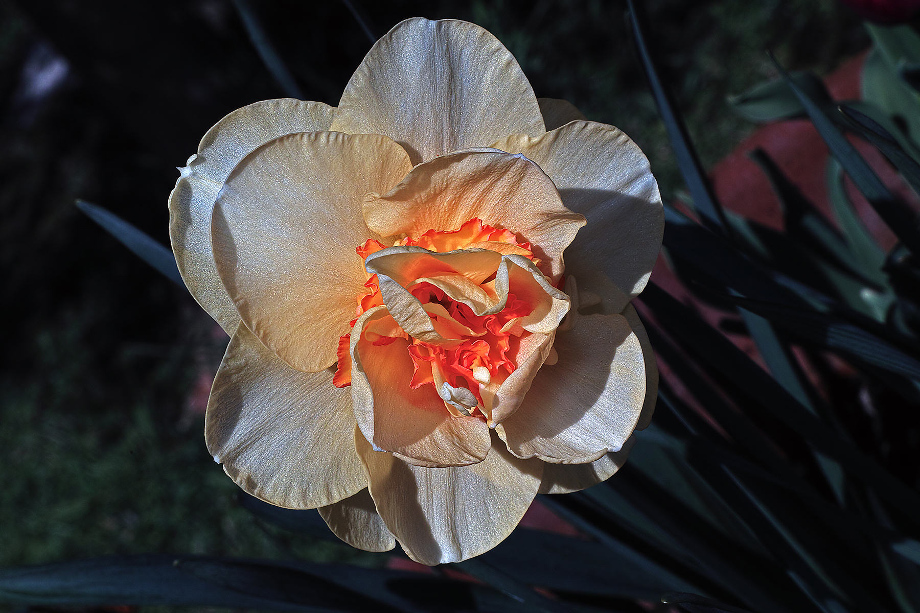Narciso in Giardino..