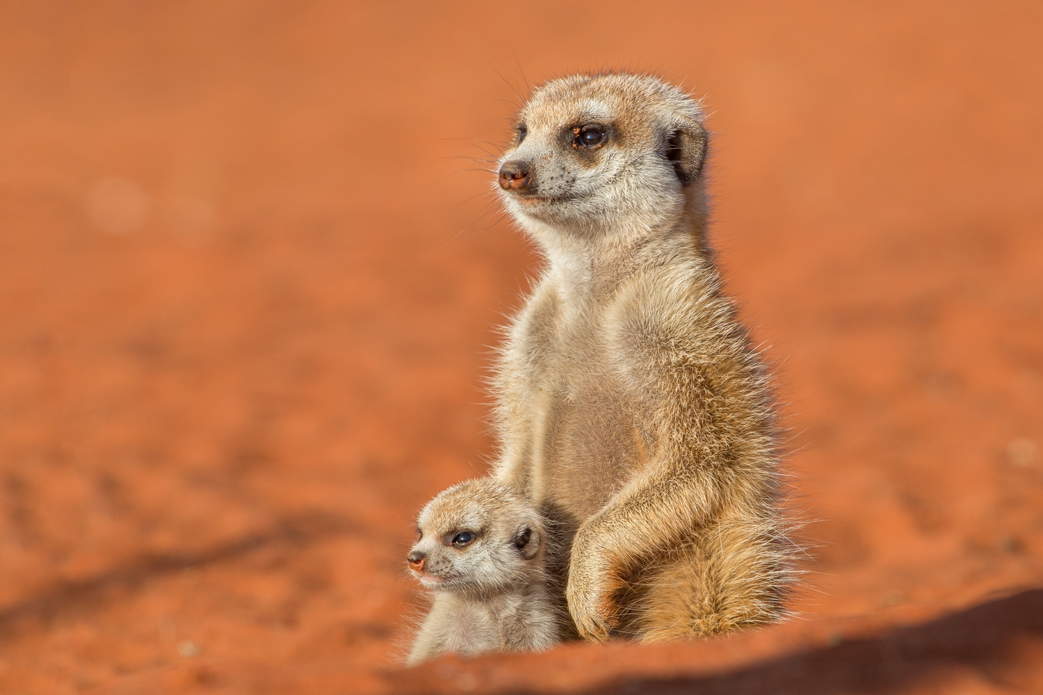 Scrutando l'orizzonte
