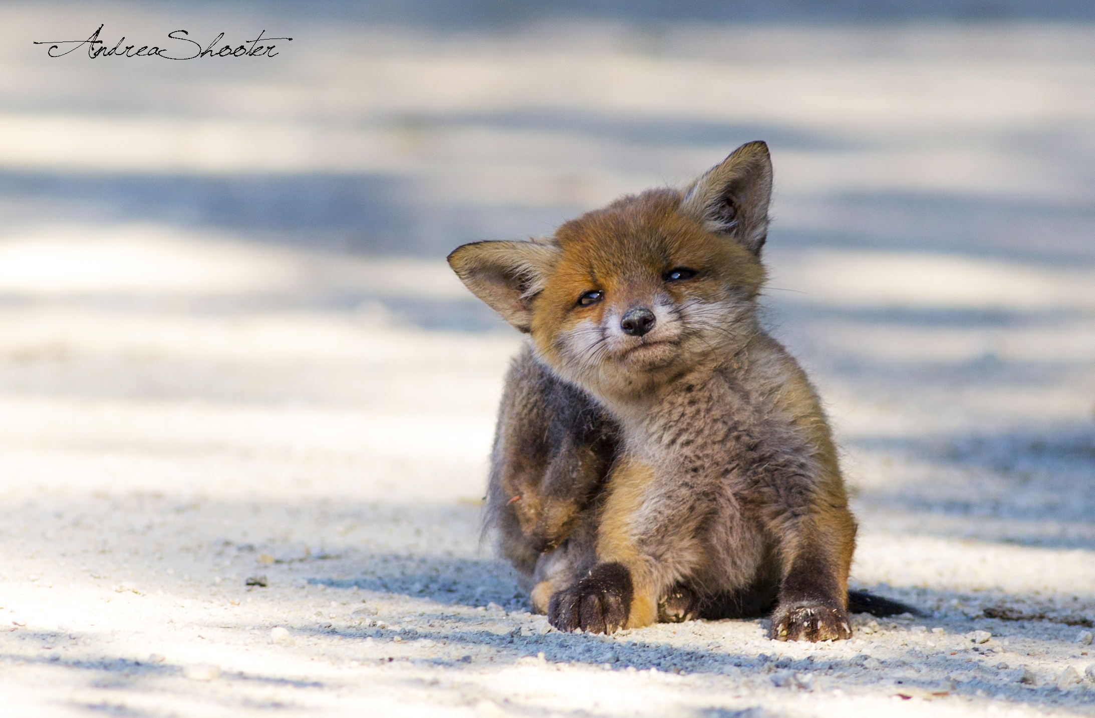 Mini red fox