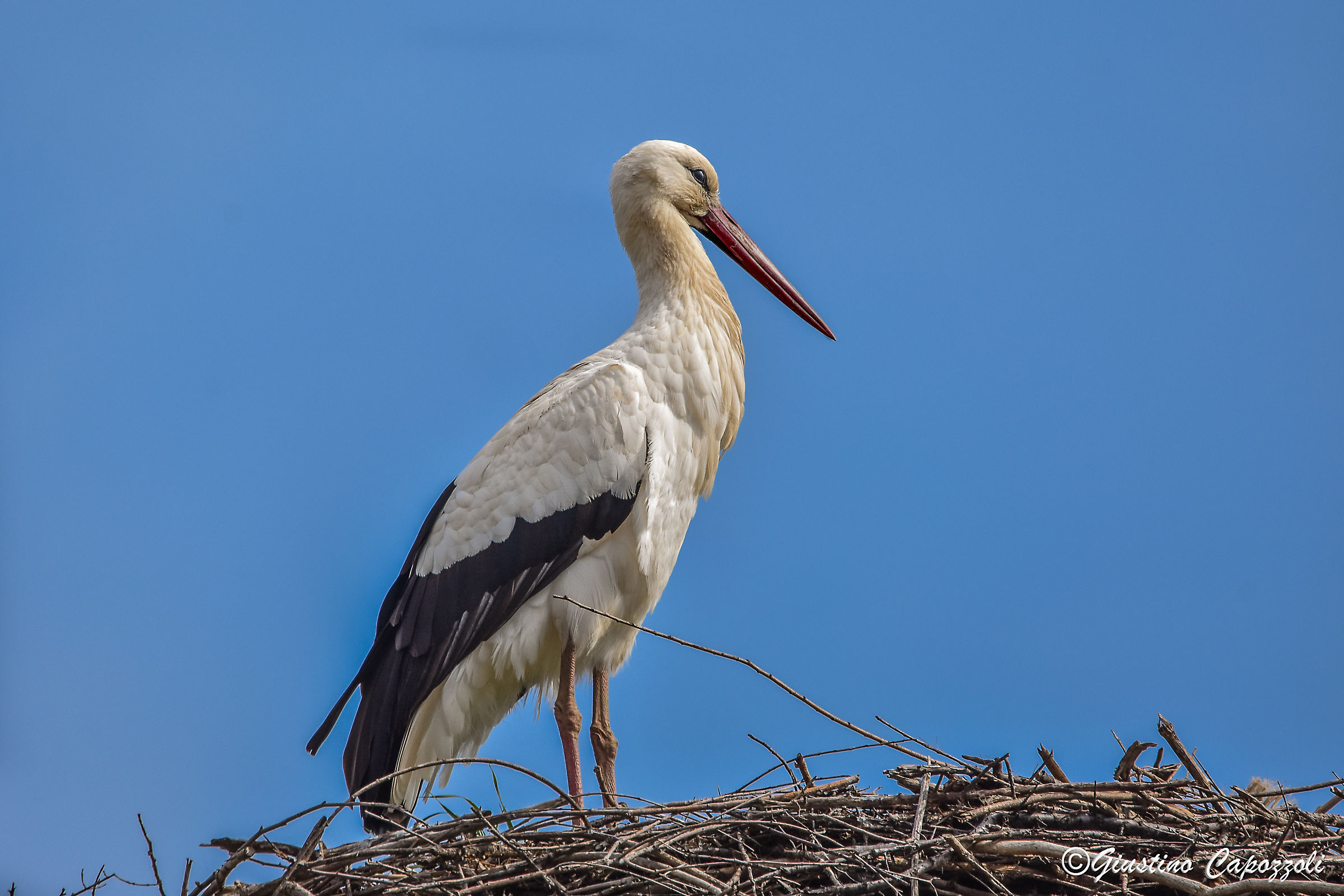 Stork 2017, and 'arrived