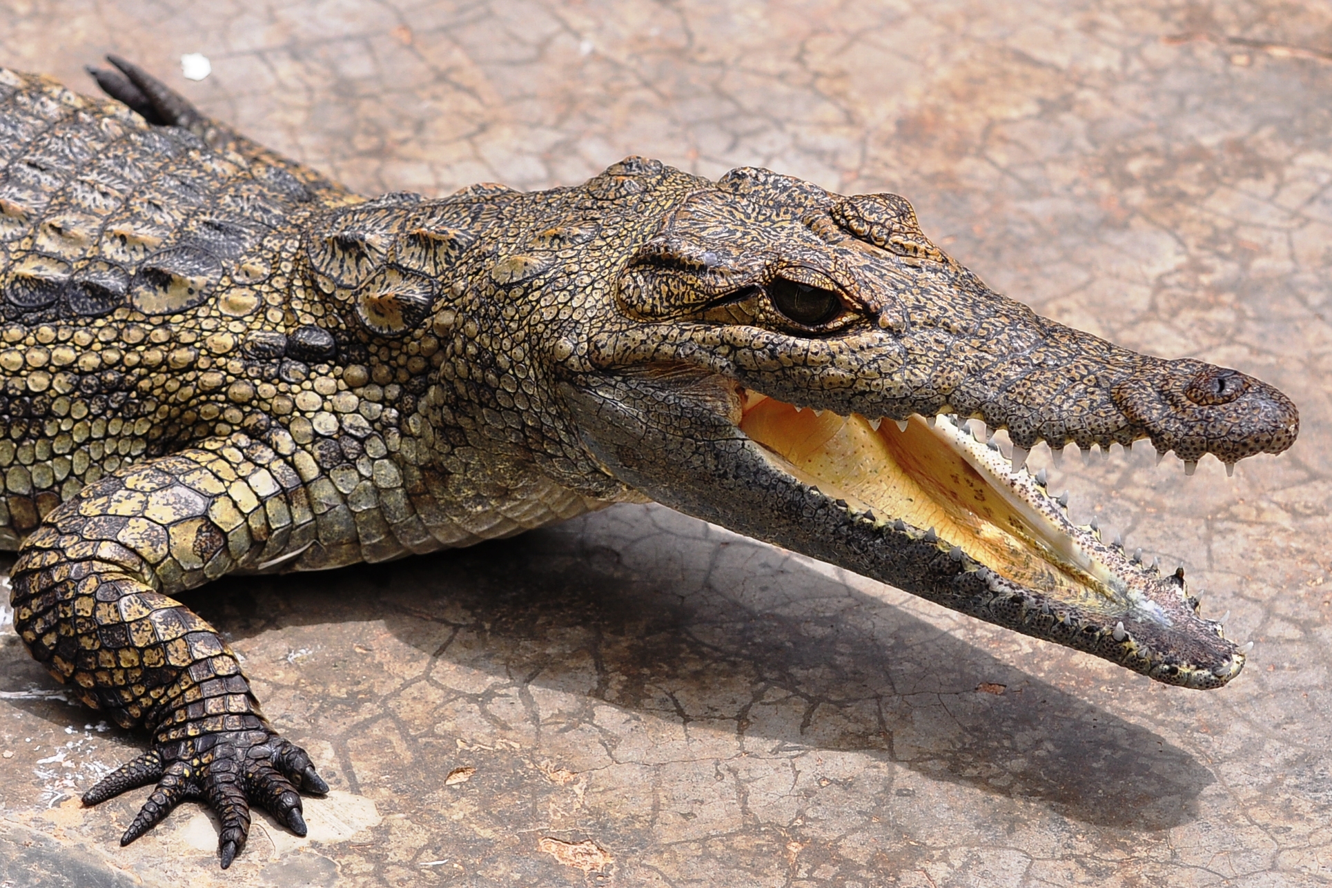 nile crocodile