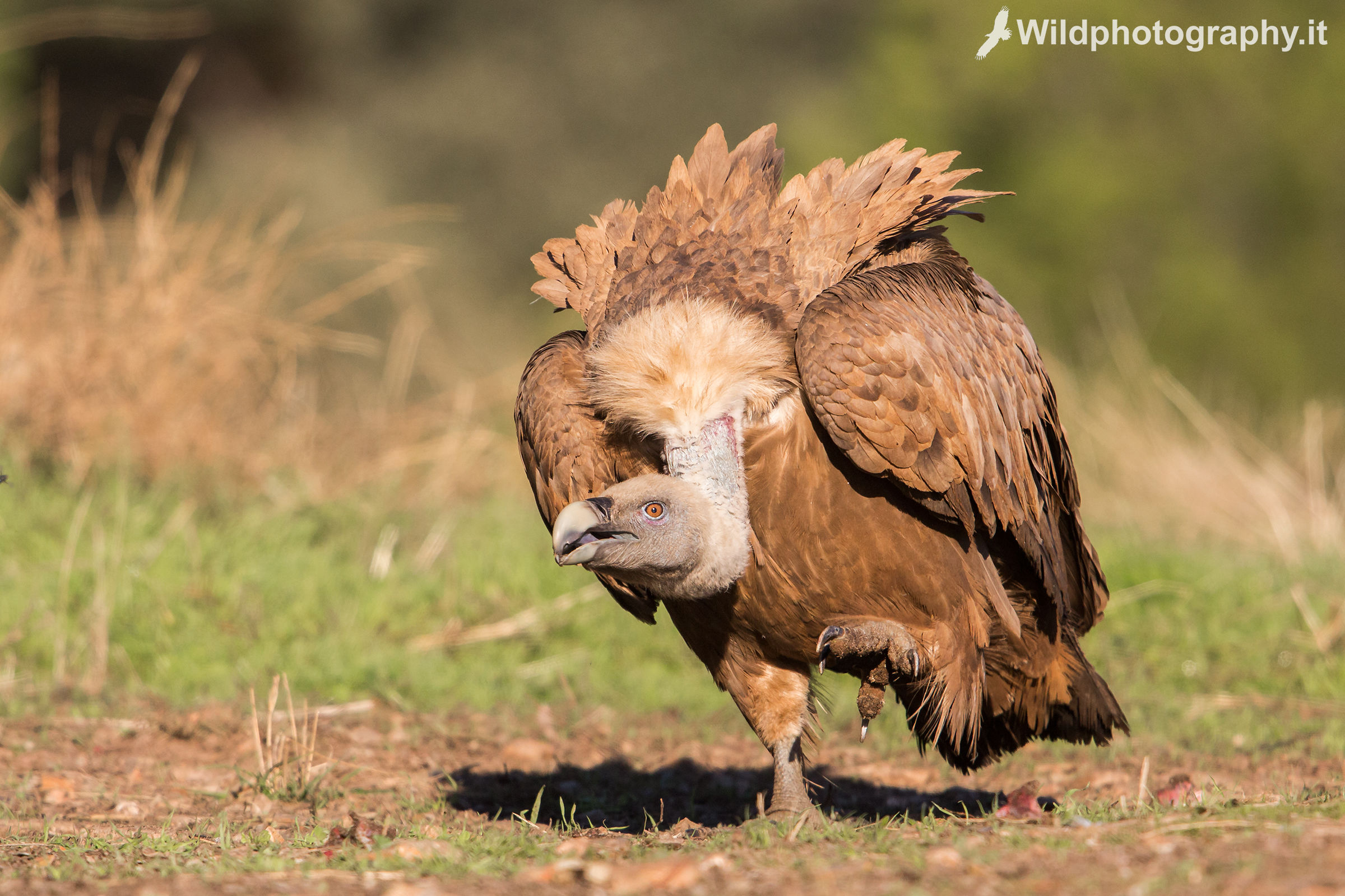 Charging Griffin # 2