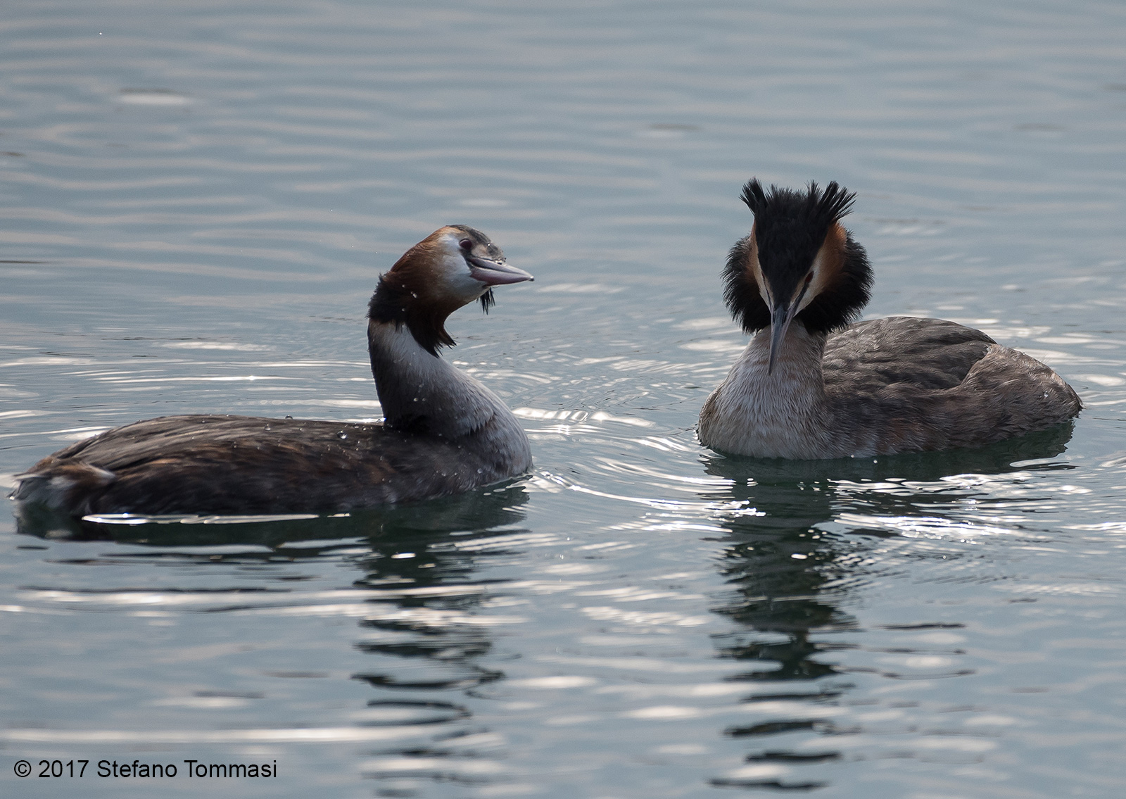 Prove di corteggiamento