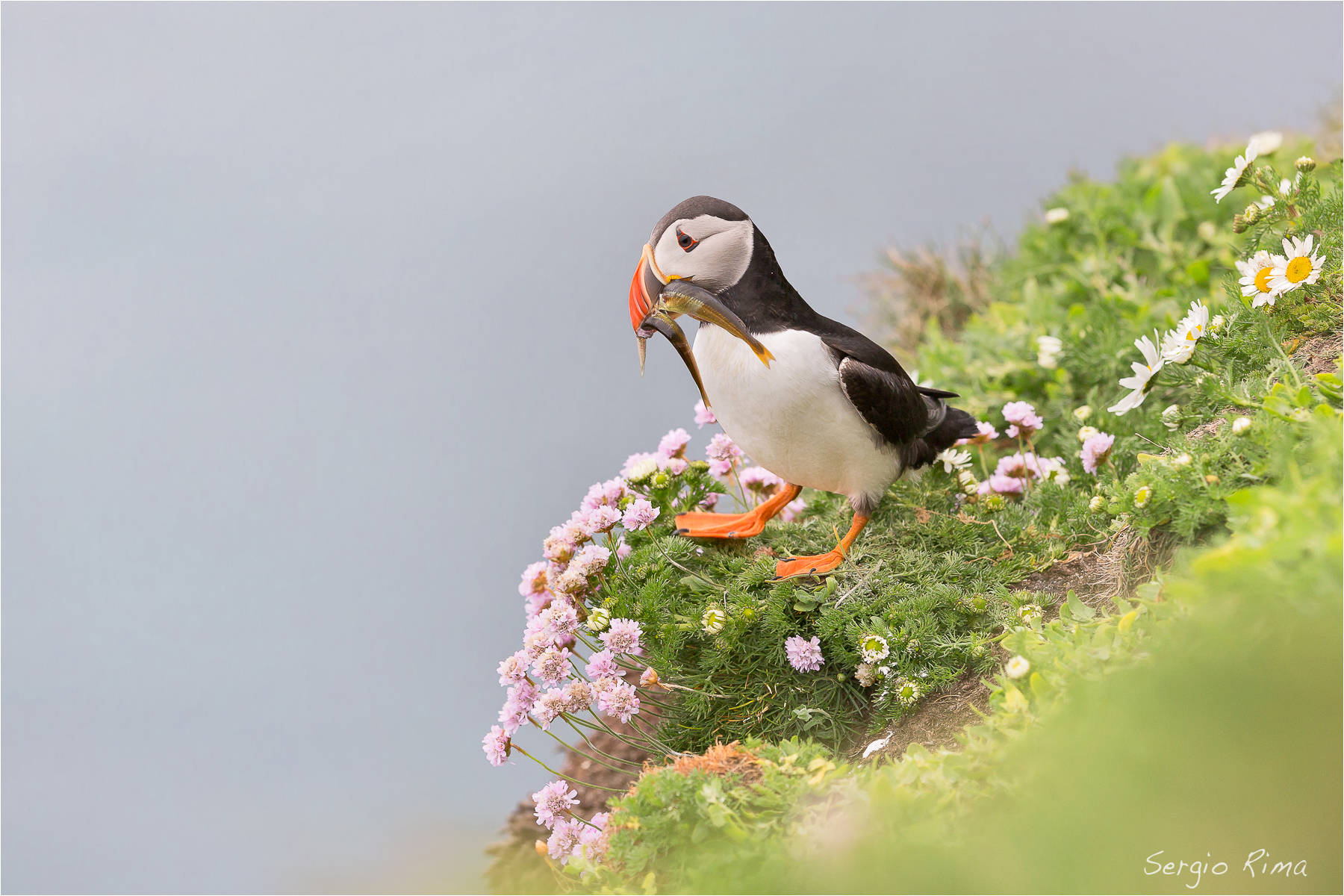 Shetland. Puffin / 1