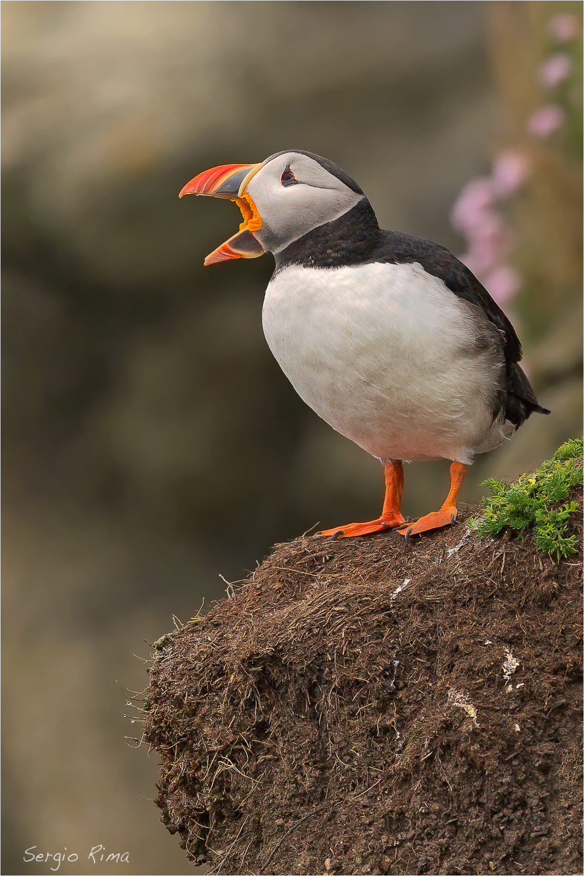 Shetland. Puffin / 3