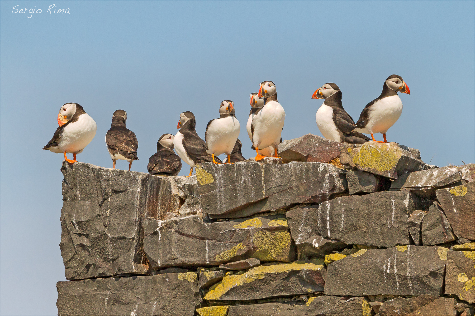Farne. Puffins / 1