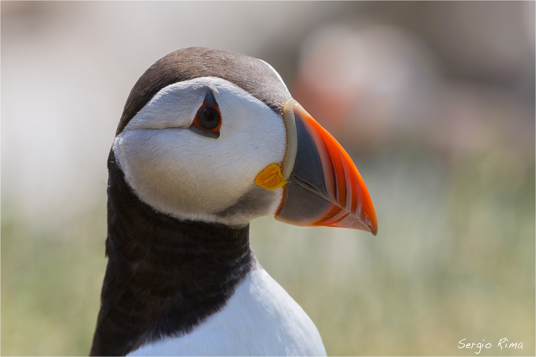 Farne. Puffin / 2
