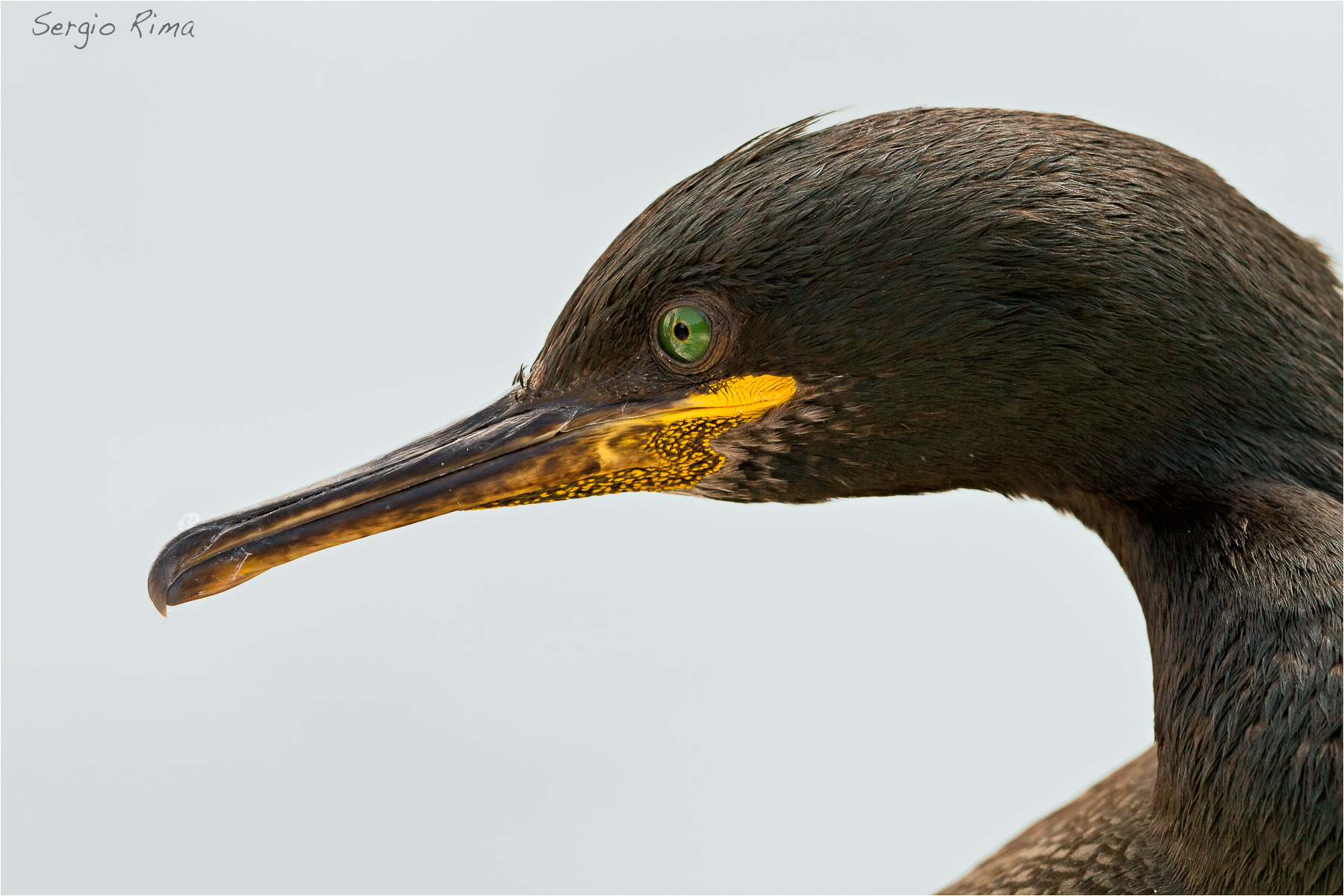 Farne. Cormorant