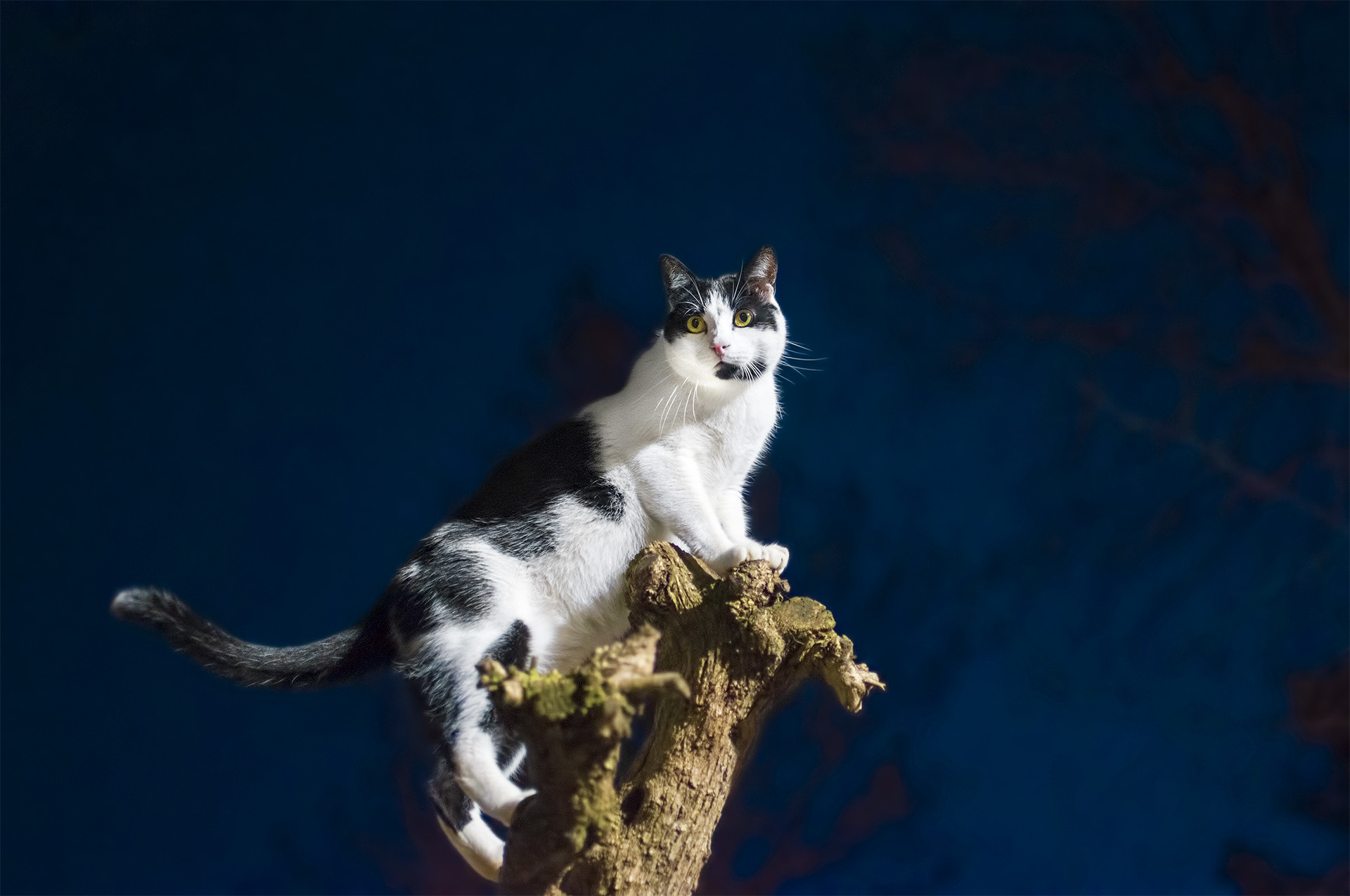 Sguardo sulla savana