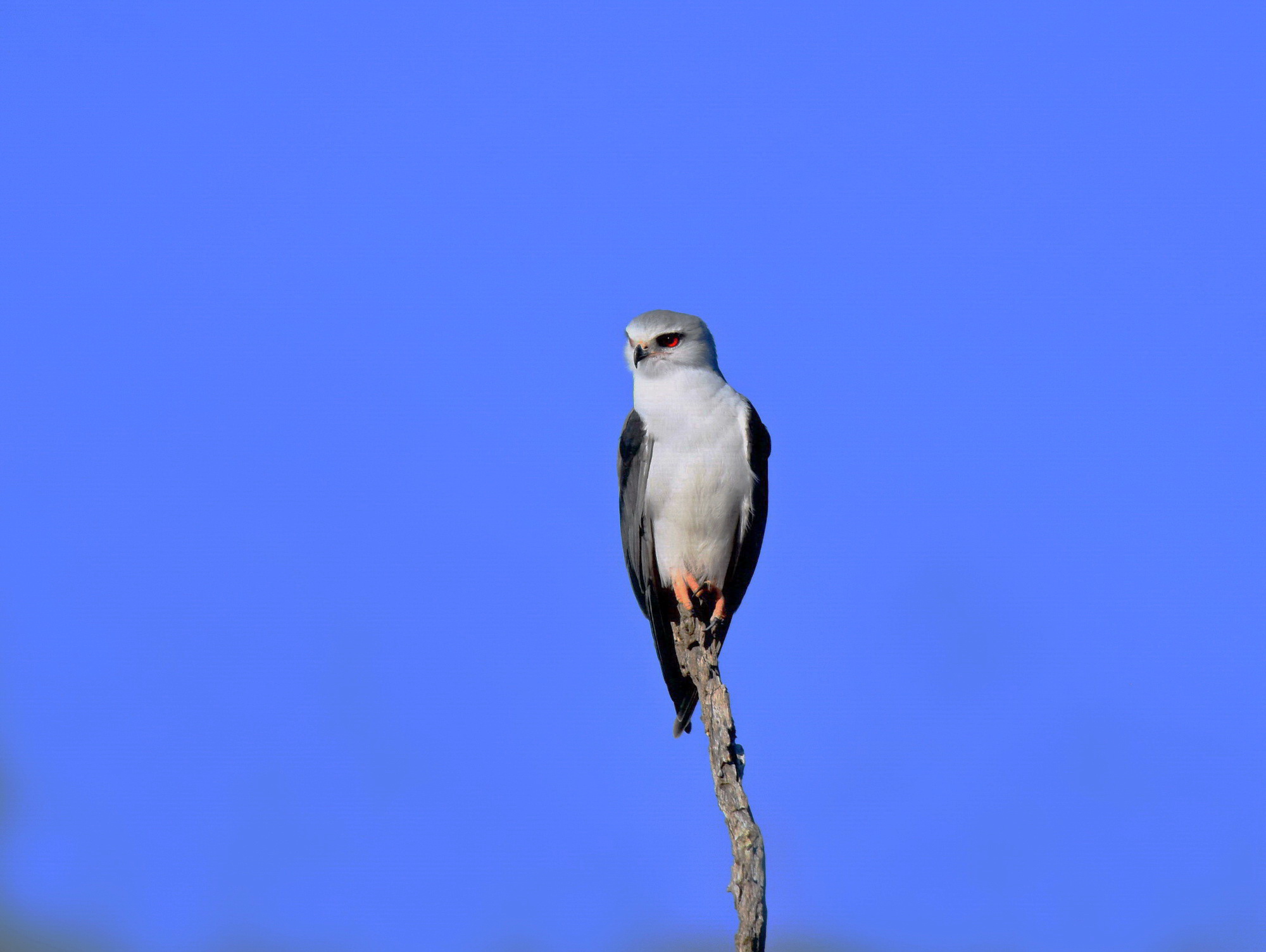Black Kite (Elanus careuleus)