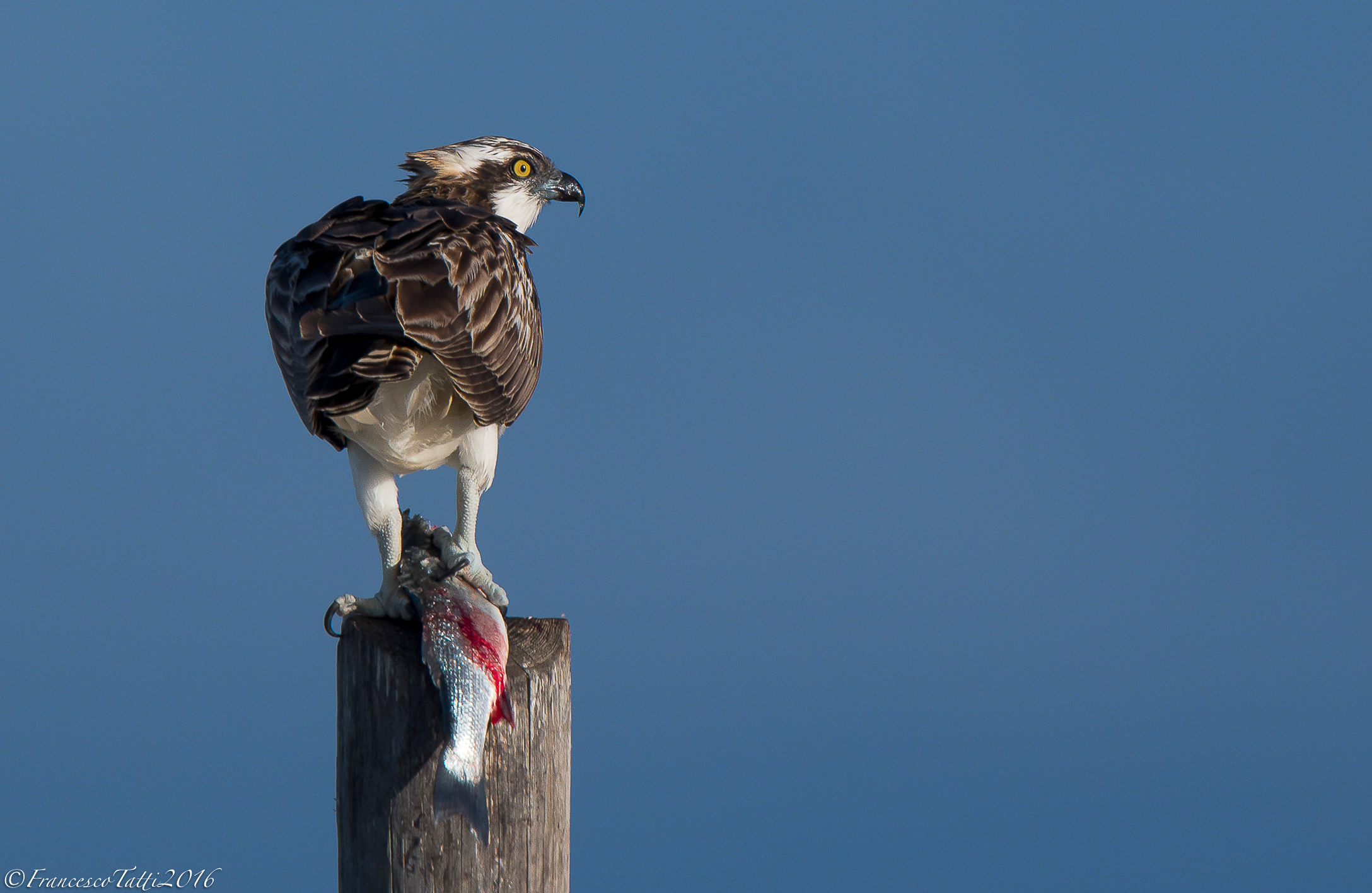Osprey with prey