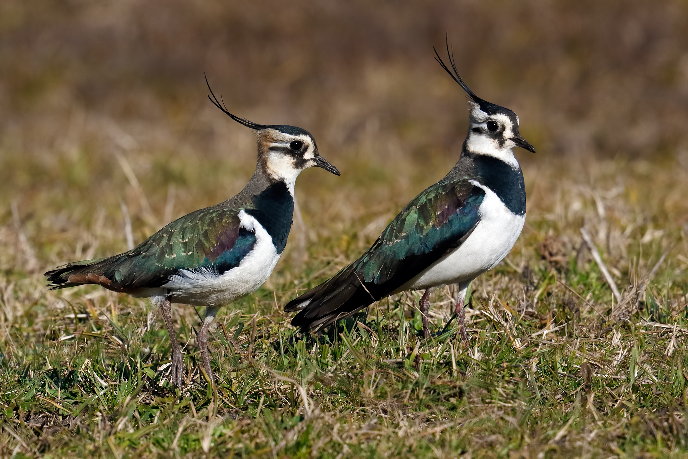 Pavoncelle - coppia in corteggiamento