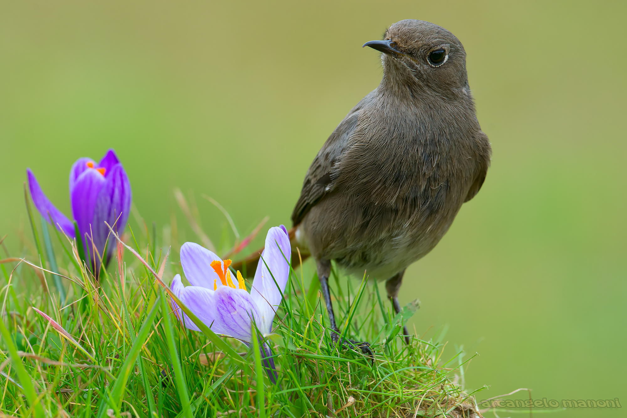 Redstart and crocus
