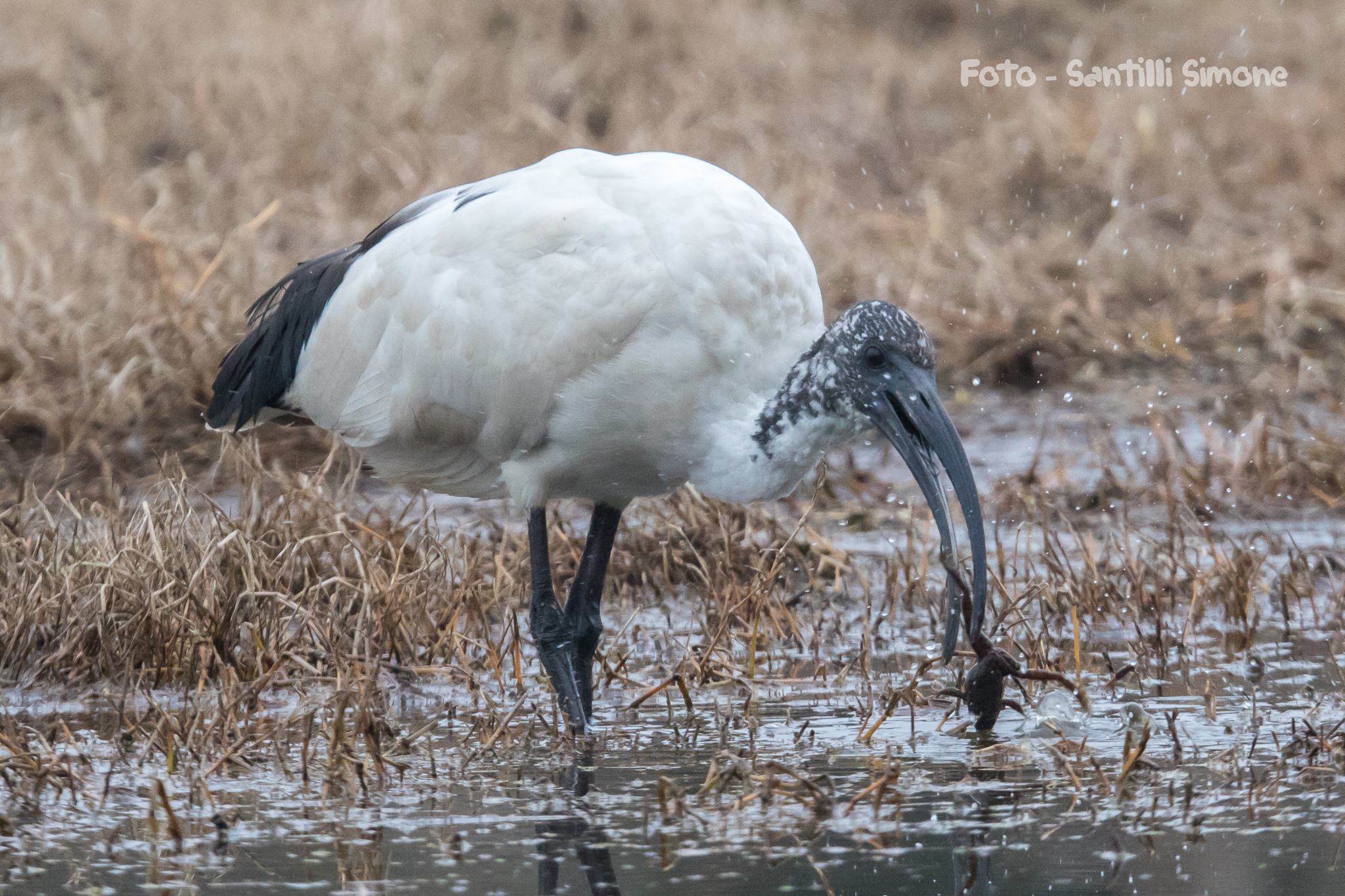 Ibis Sacro con preda