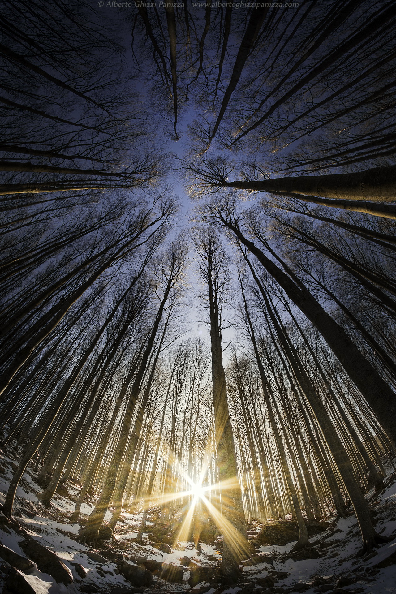 Winter lights in the woods