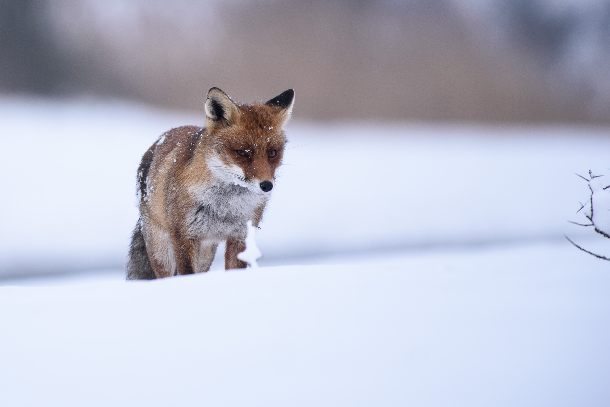 Fox in the snow
