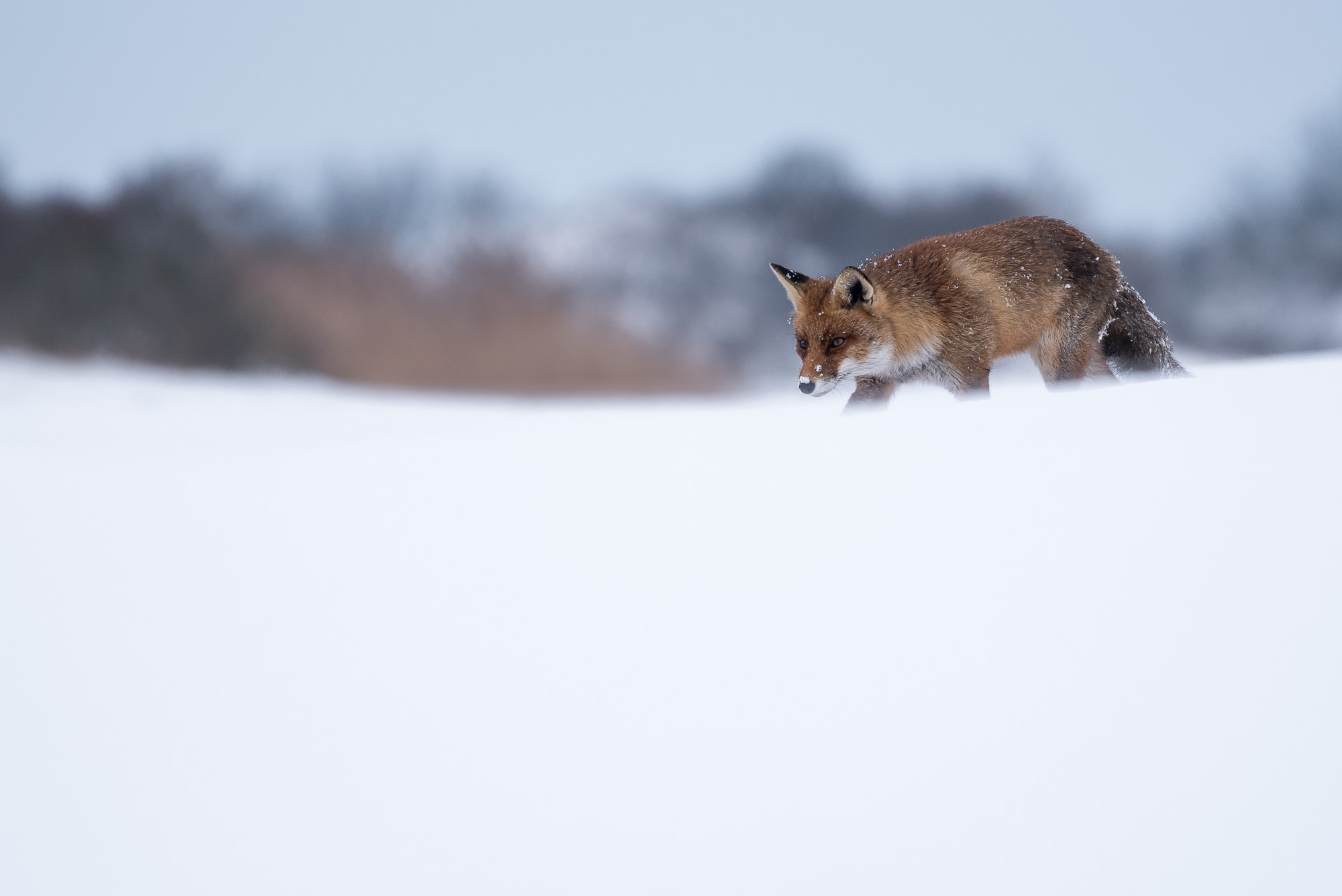 Fox walks in the snow