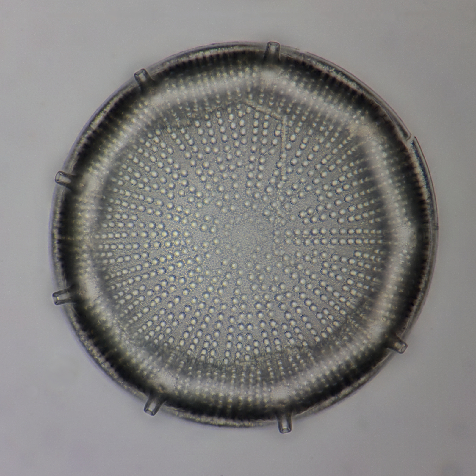 Diatom fossil locations Oamaru 2