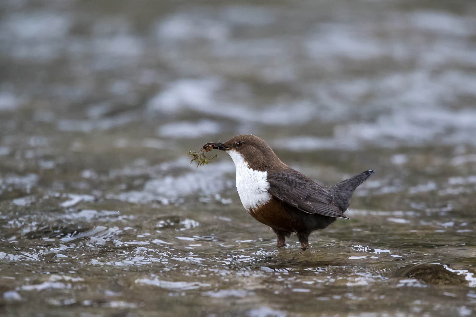 dipper