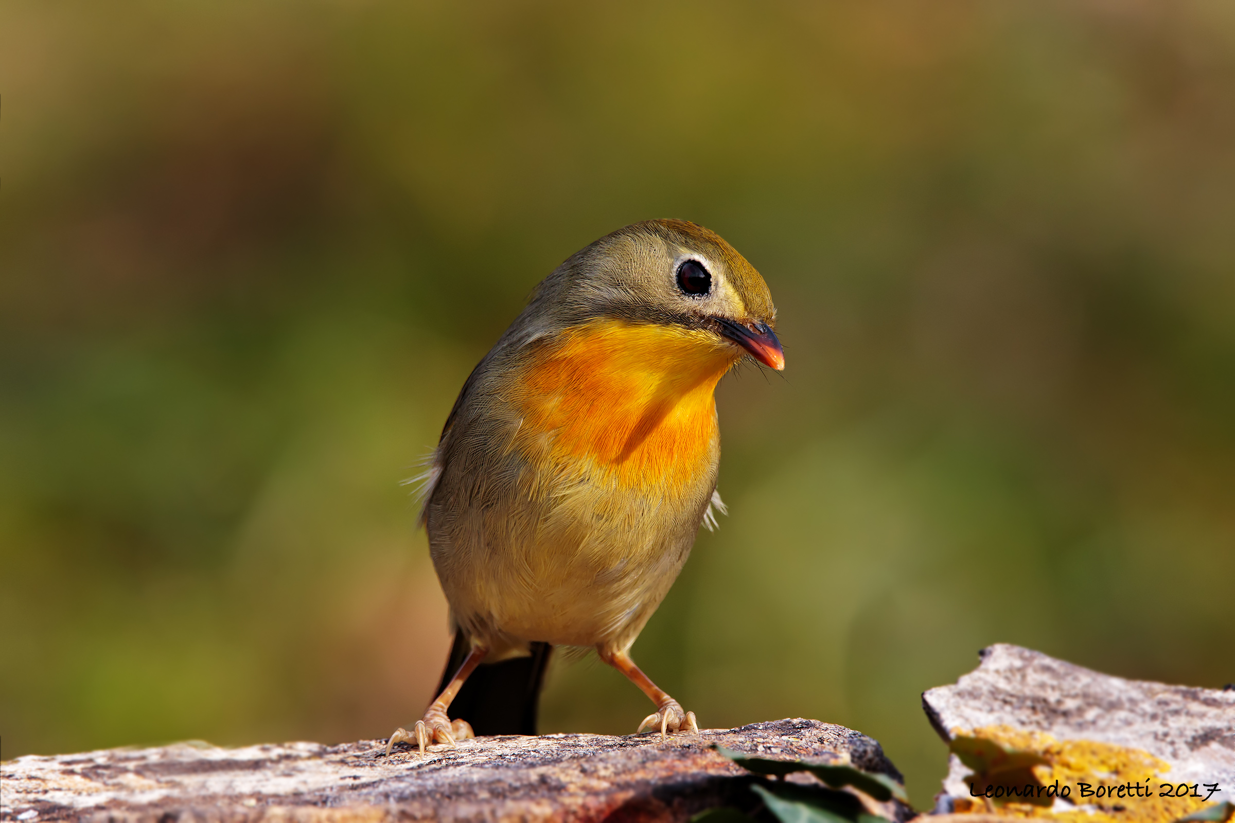 Nightingale of Japan