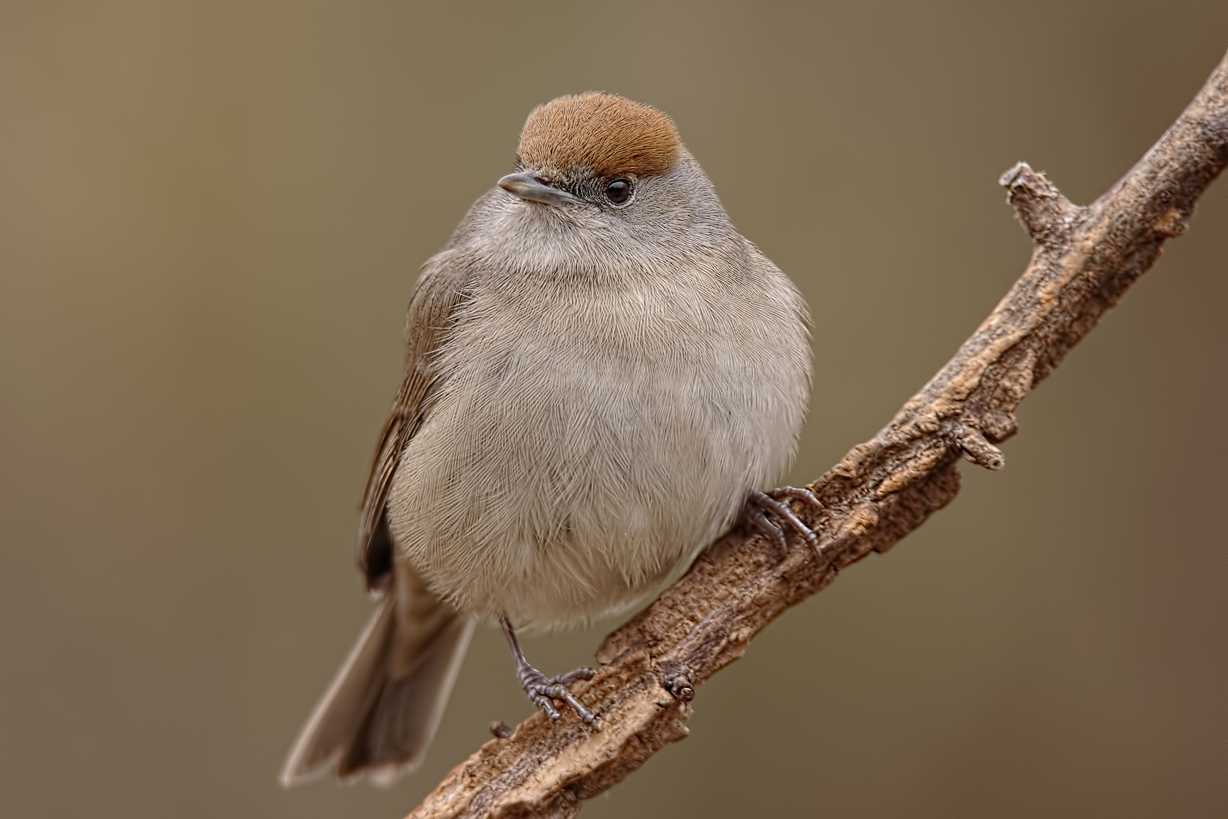 Blackcap (Sylvia atricapilla)